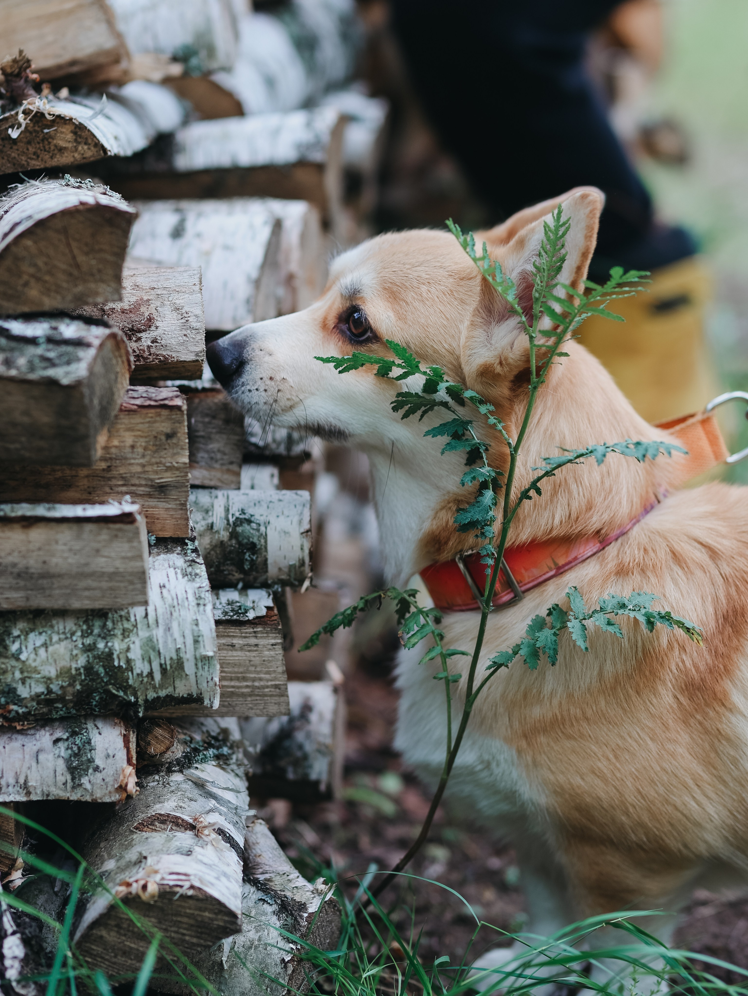 Лагерь ноузворк. Фотограф-анималист в Москве Кириллова Татьяна