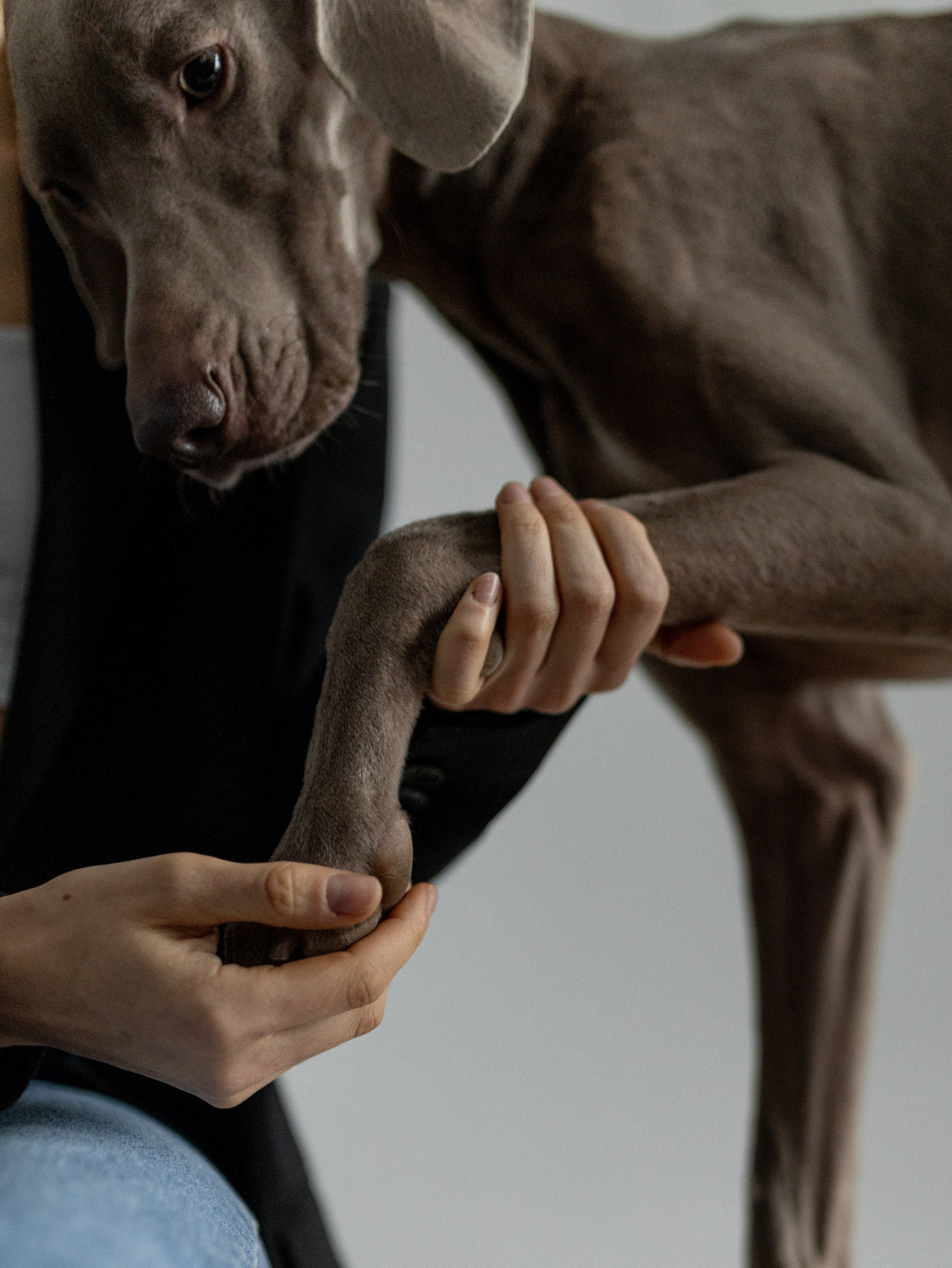 Сенча и Даша. Фотограф-анималист в Москве Кириллова Татьяна