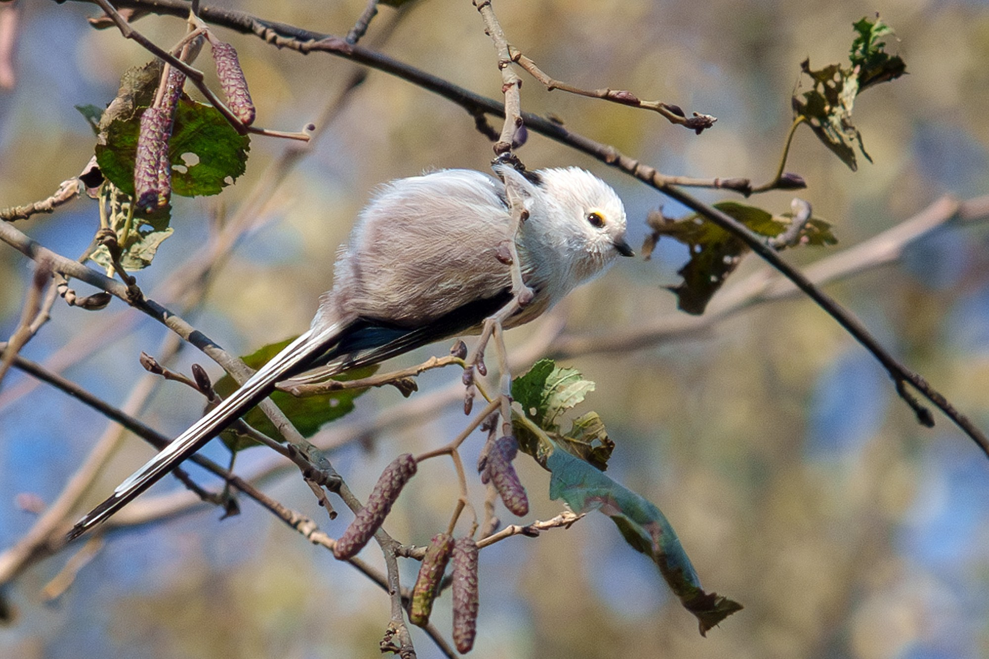 Удивительные мир птиц. Вокруг нас столько прекрасного — присмотритесь!. Ваш личный фотограф Марина Волкова