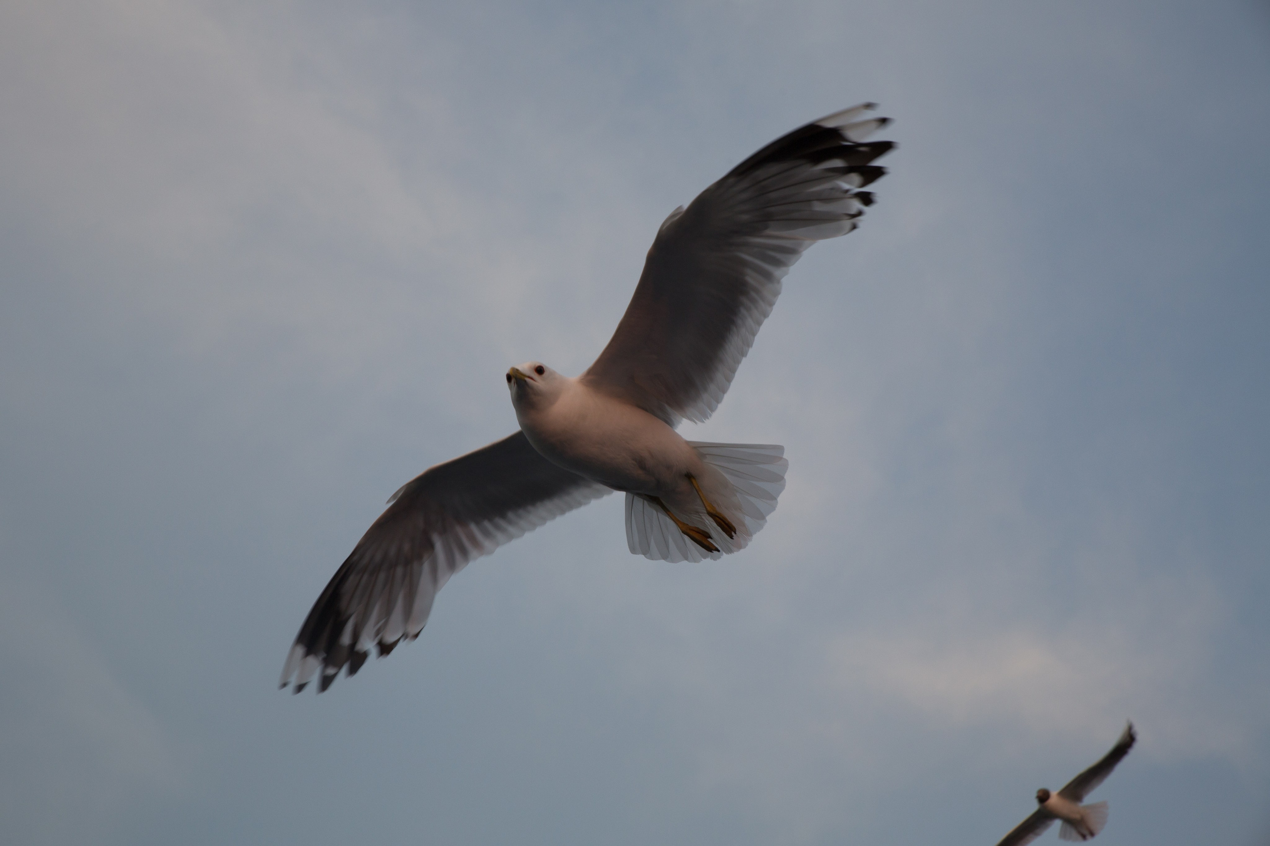 Г. Ярославль. Студия Максима Белослюдцева