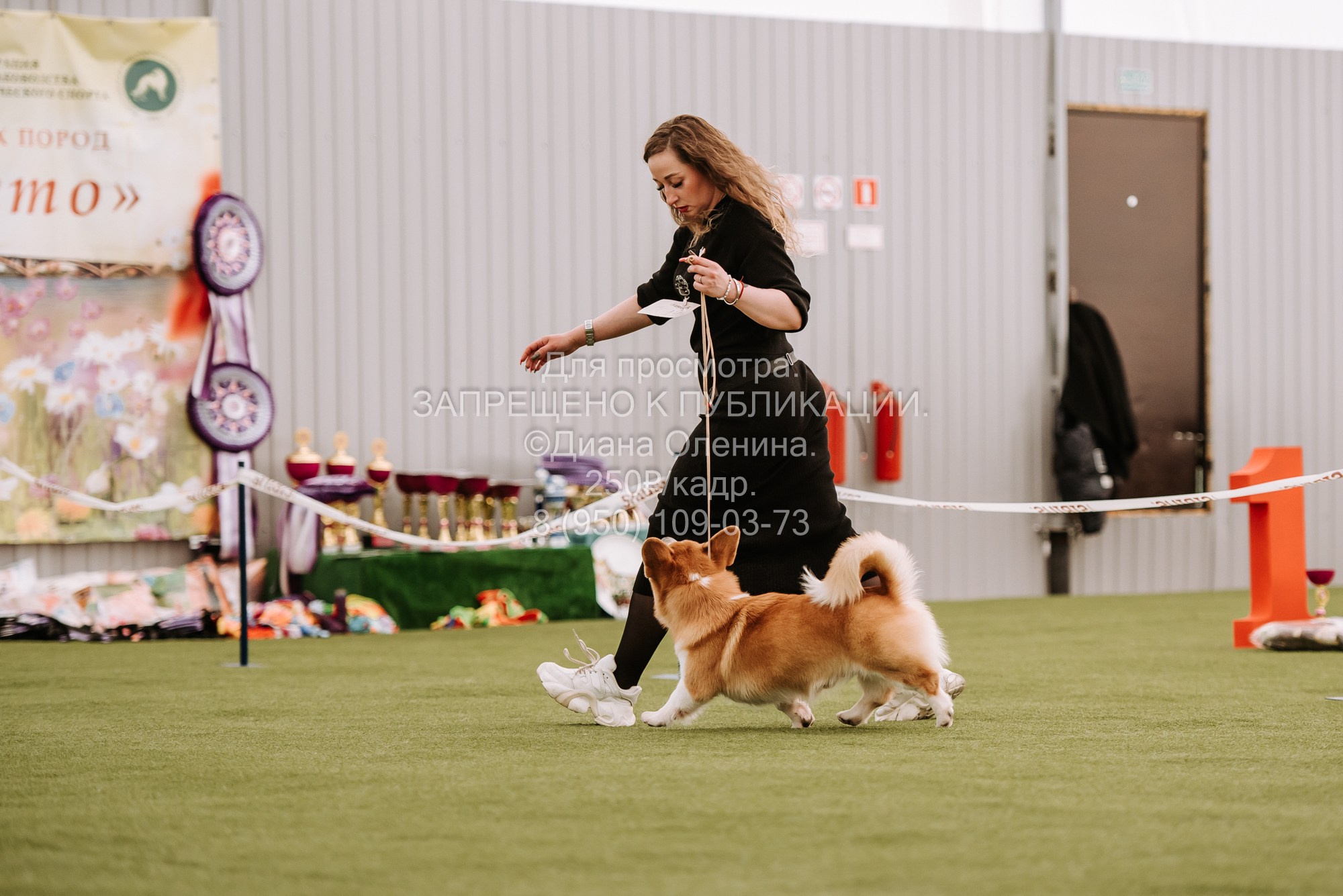 Выставка собак Красноярск 2.06. Фотограф Диана Оленина Красноярск / Братск