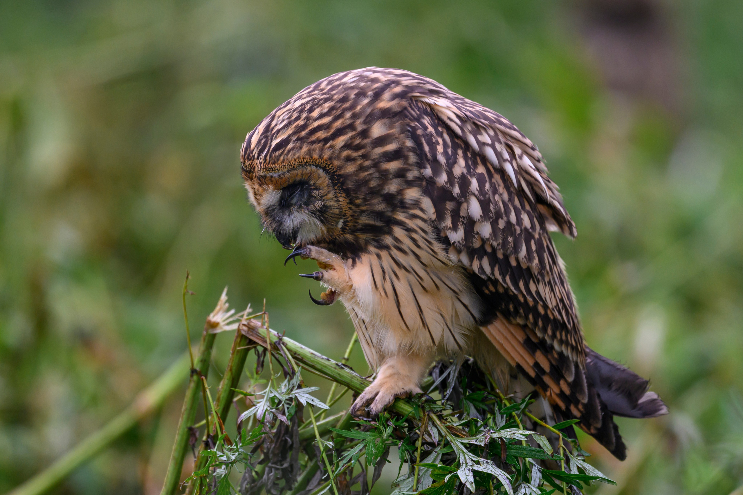 Short eared owl. Wildlife photography by Sergey Puponin