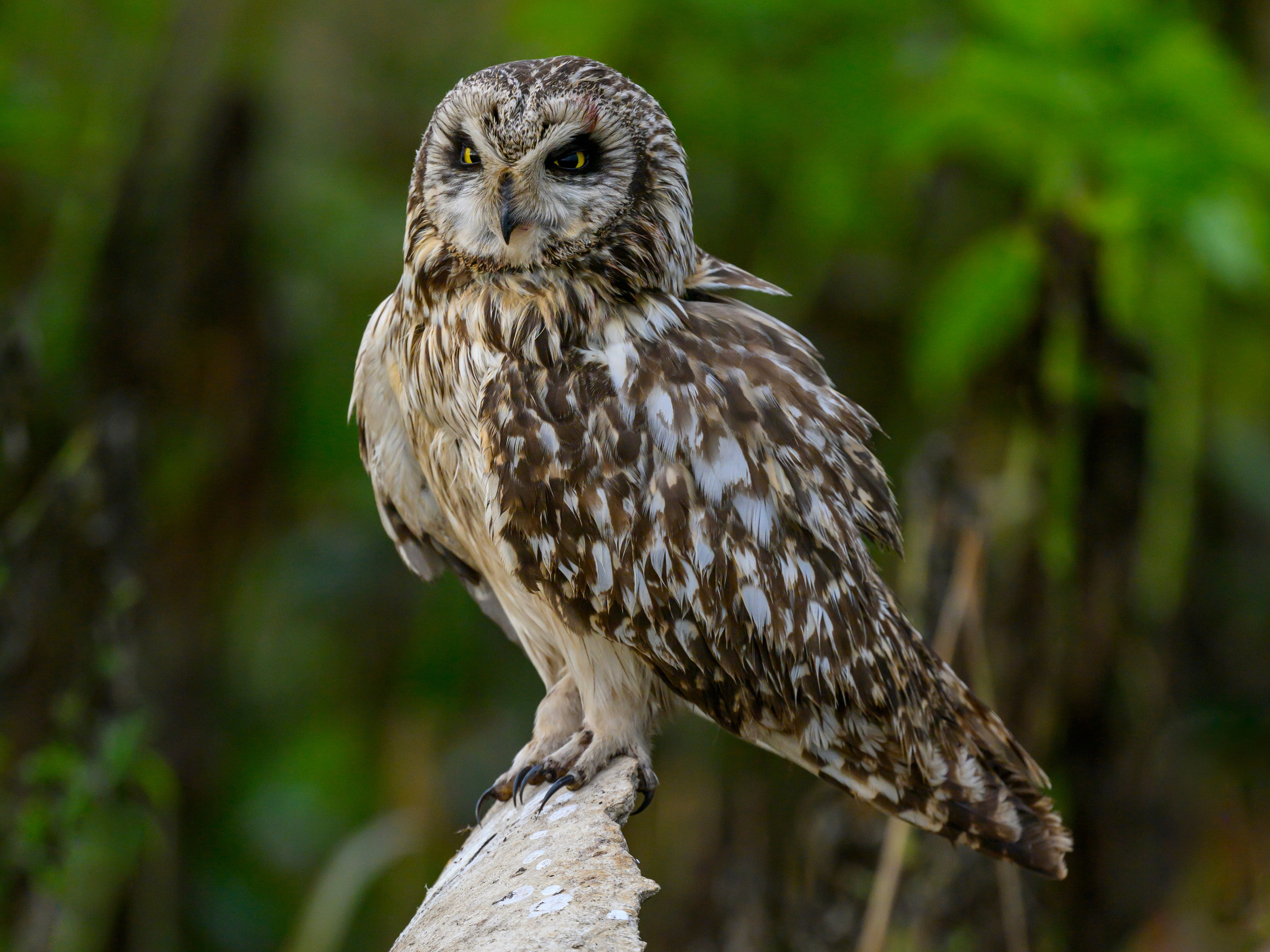 Боевая раскраска охотника. Face Paint of the Hunter. Фотограф Сергей Пупонин