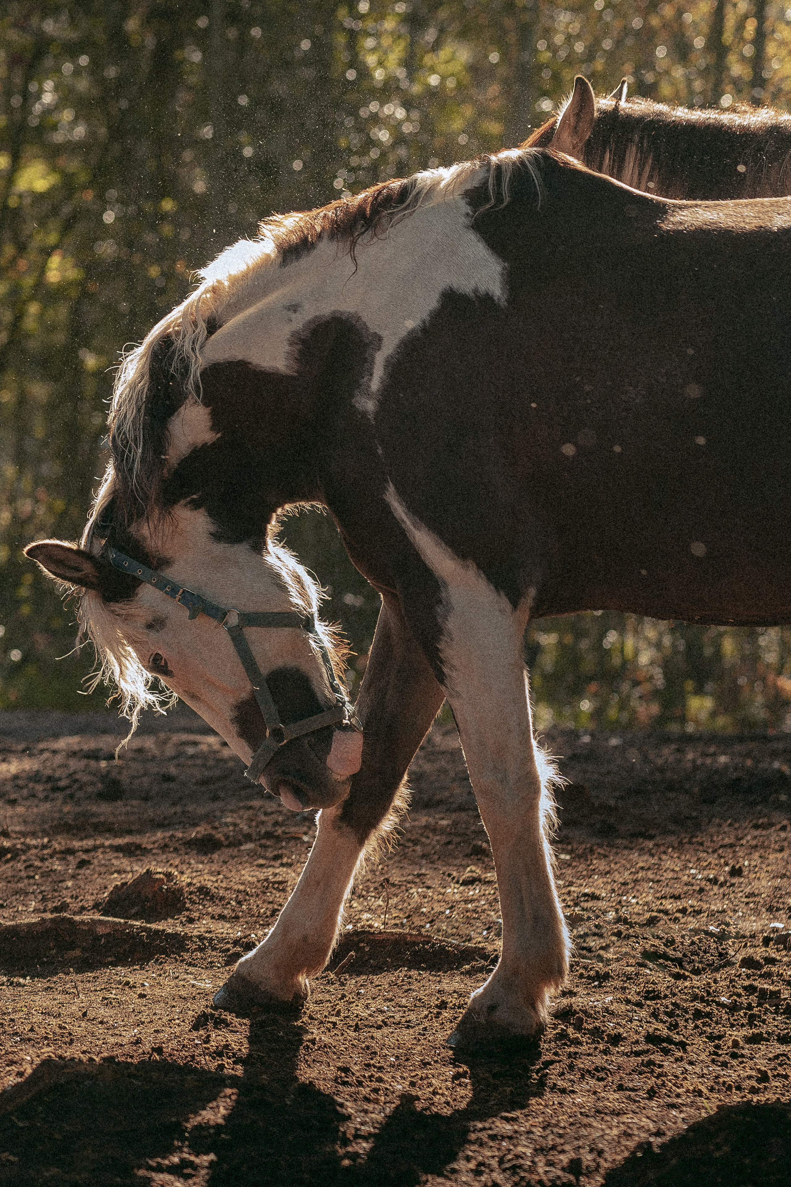 Born to be Wild. Юля Дэй • Фотограф, Санкт-Петербург