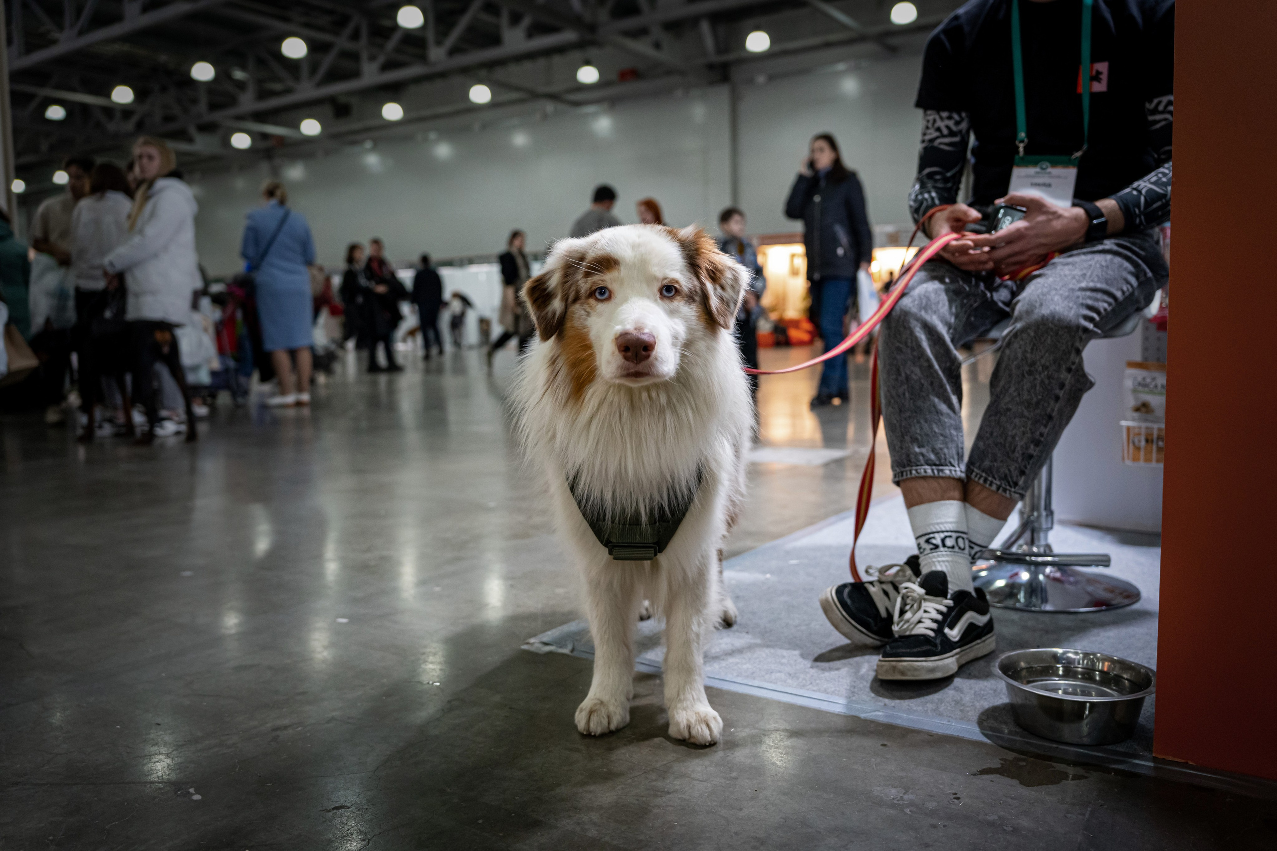 Животные. Фото, видео, монтаж