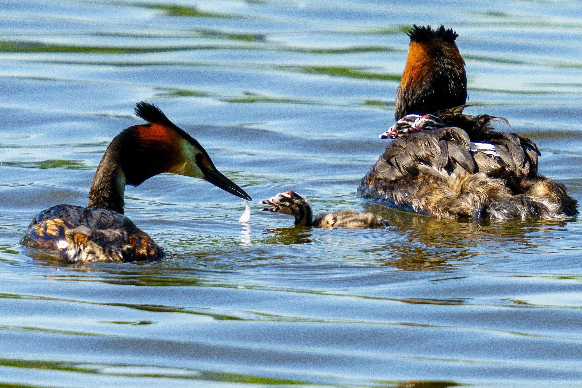 Удивительные мир птиц. Вокруг нас столько прекрасного — присмотритесь!. Ваш личный фотограф Марина Волкова