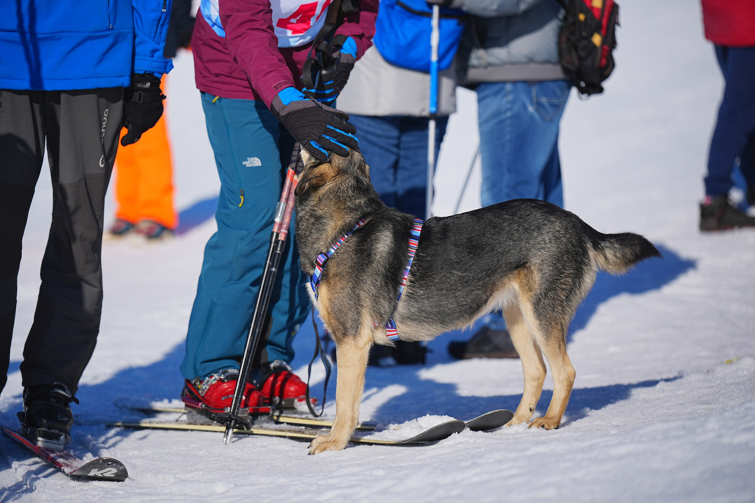 Шуколово. Открытое Первенство МФТИ по горным лыжам. GS, Telemark, 2024. Фотограф Студитский Евгений