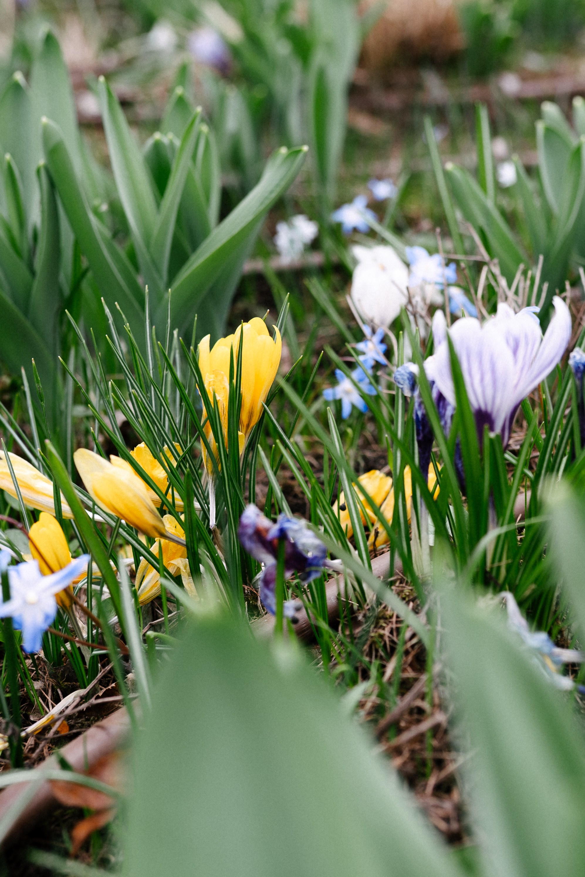 Рыжая команда. Фотограф анималист в Москве Ольга Агушева