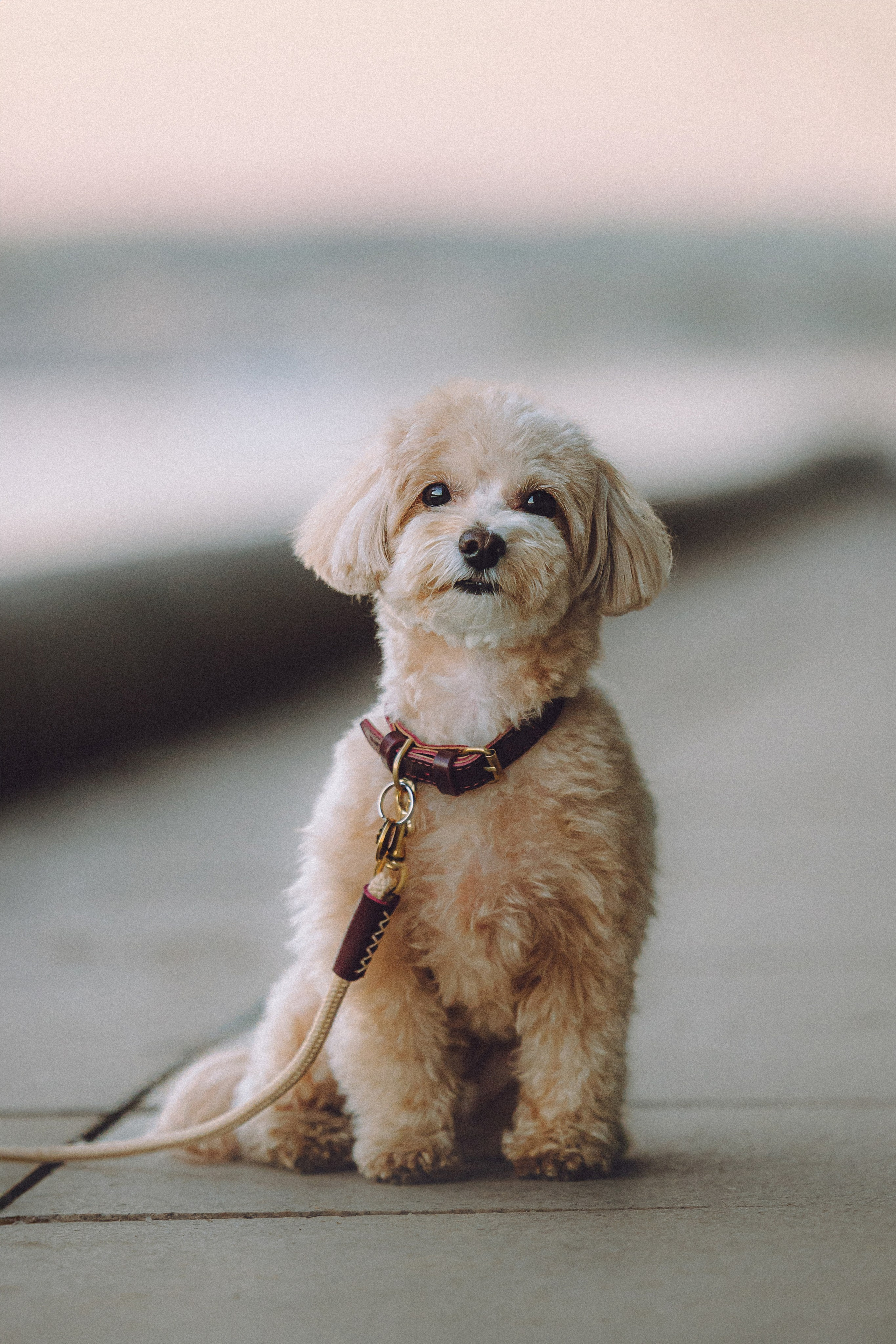 Настя и Симба