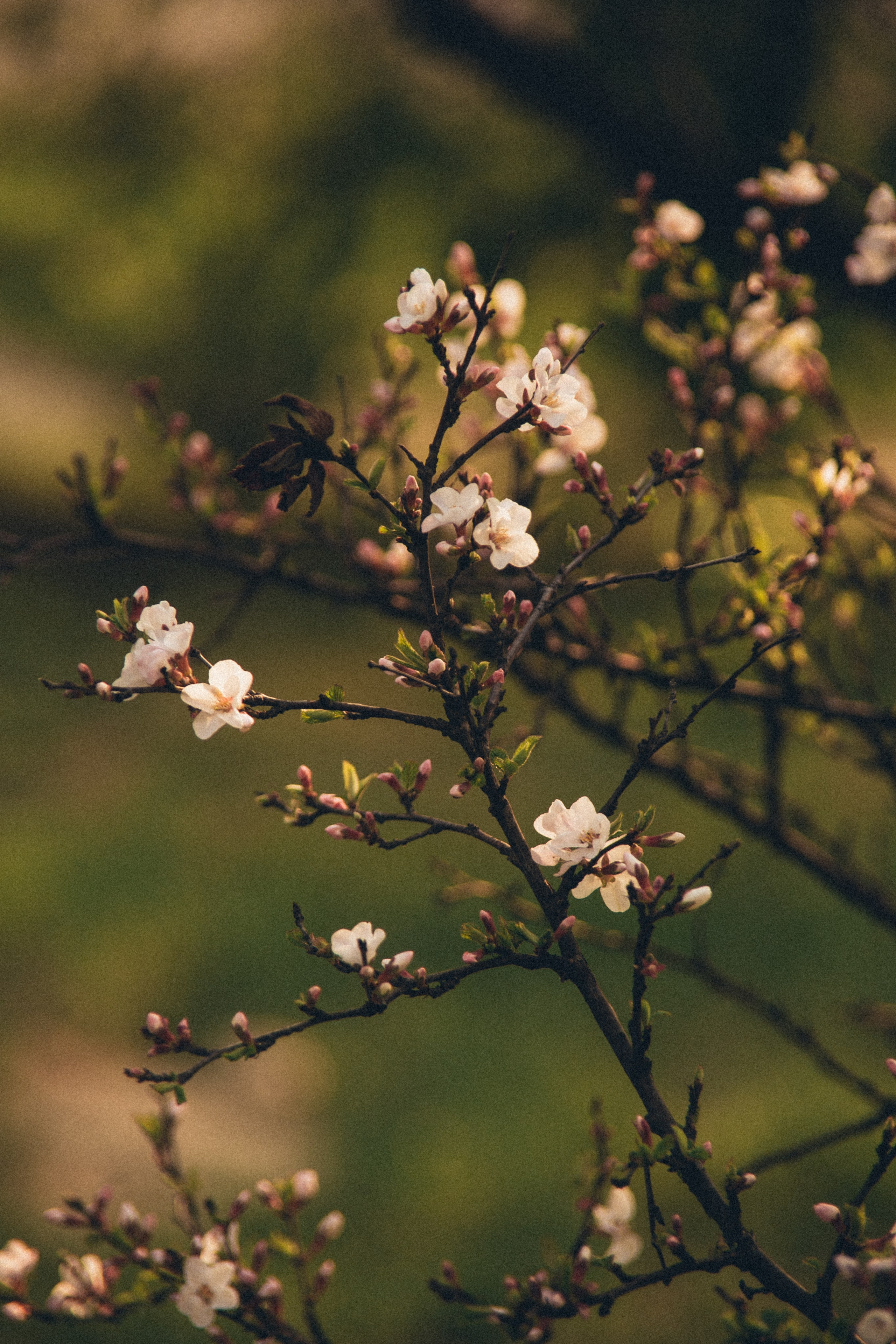 Природа. Darinishna Фэнтези-фотограф Хабаровск