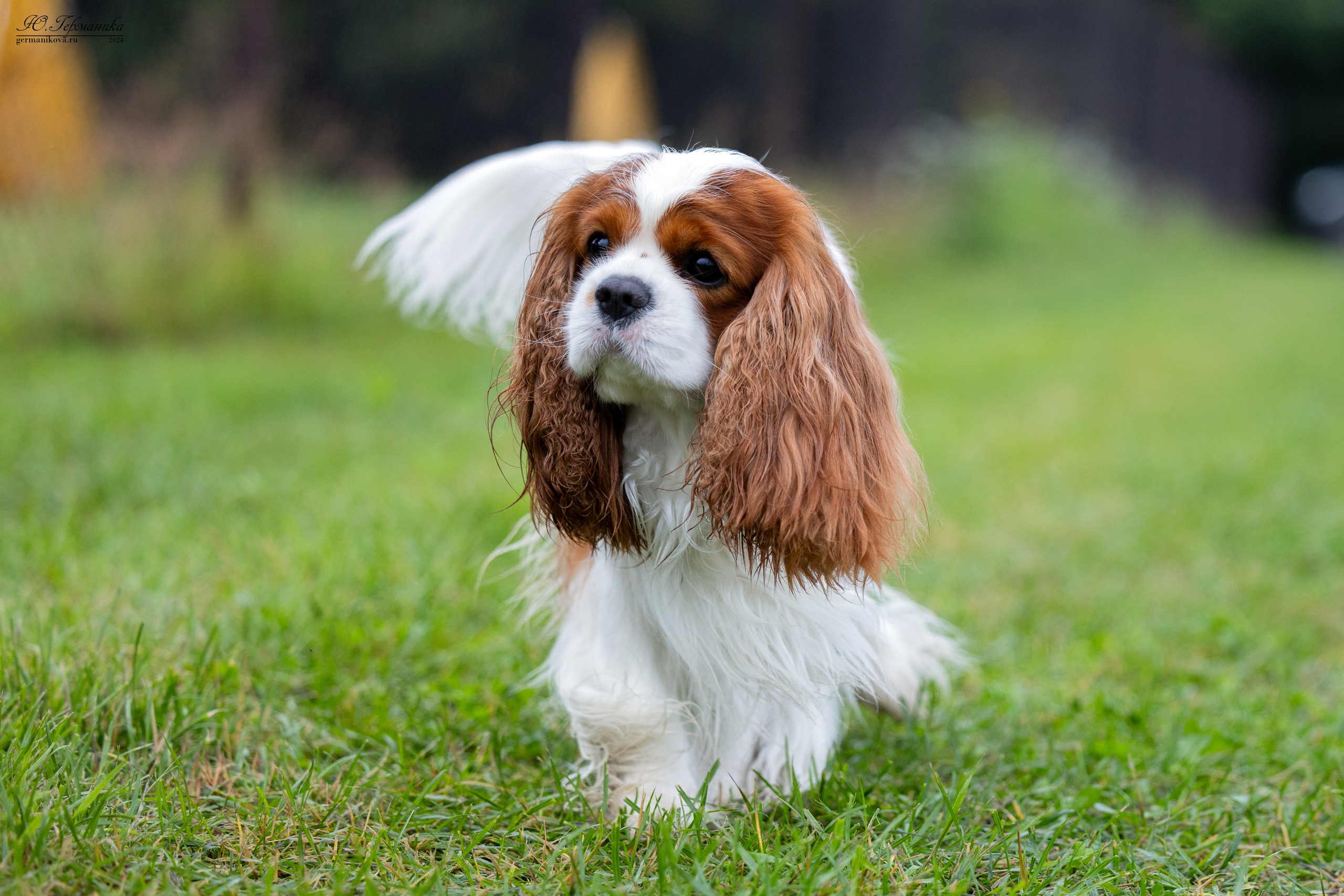 Ярославль 21.07.24 и Балашиха 13.07.24. Фотограф-анималист Юлия Германика