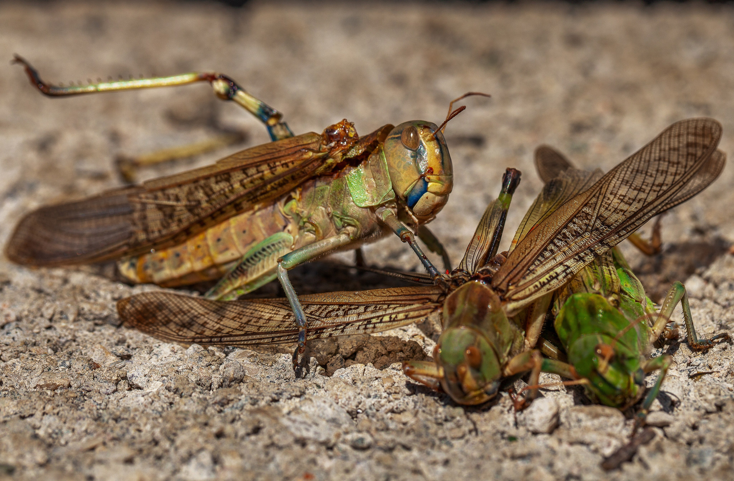 Саранча. Медиапродюсер, фотограф в Минеральных Водах —Виктор Холодов