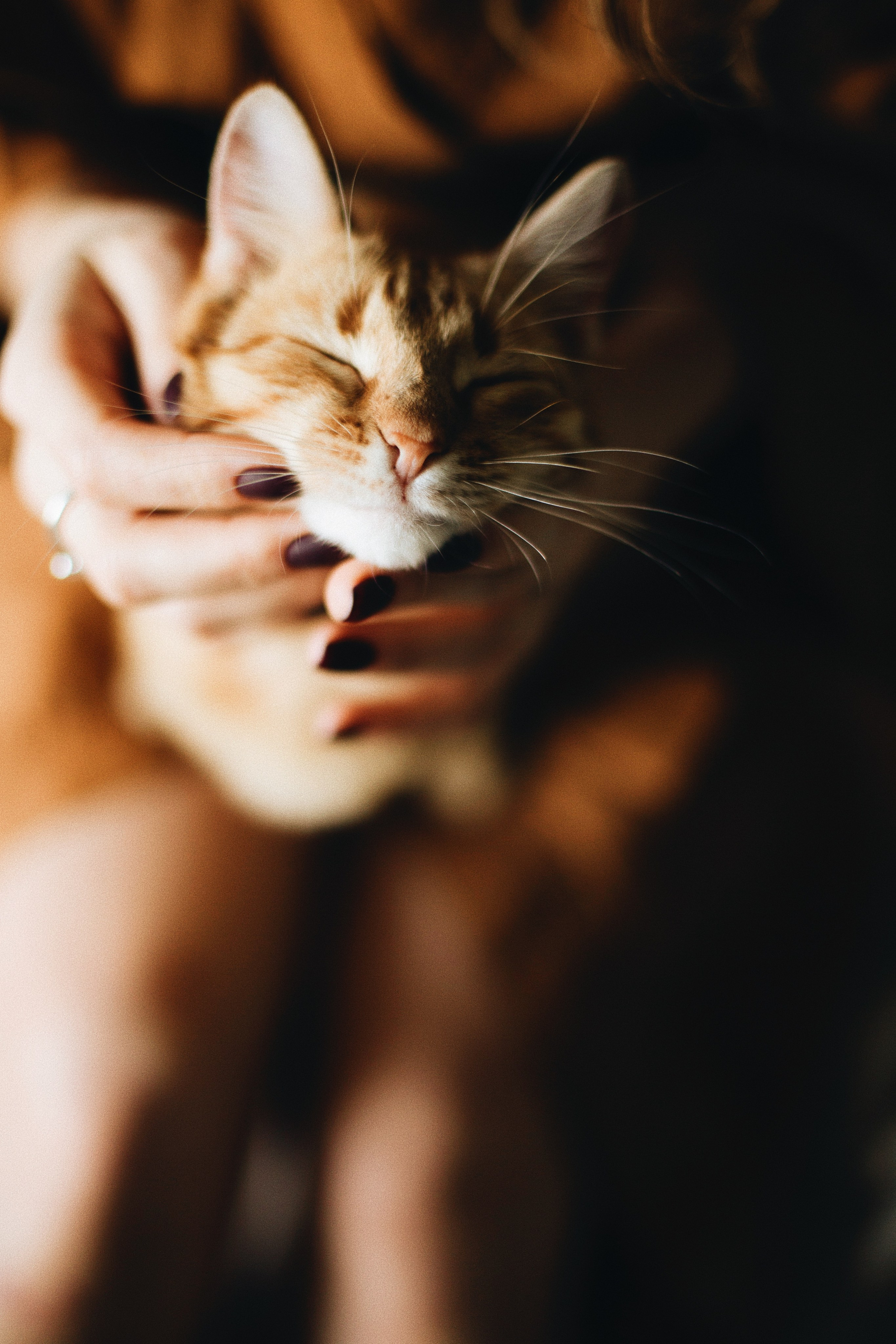 Катя, Булочка и Пирожок дома. Фотограф анималист Кристина Карпова, Москва