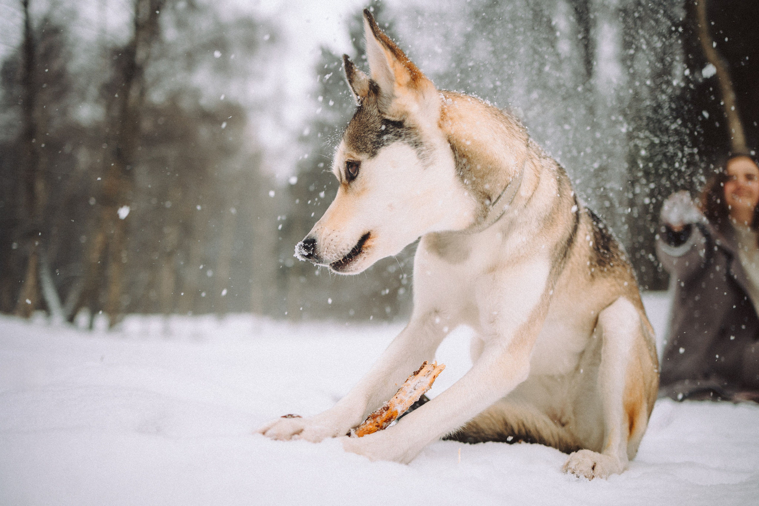 Аня и Рокси