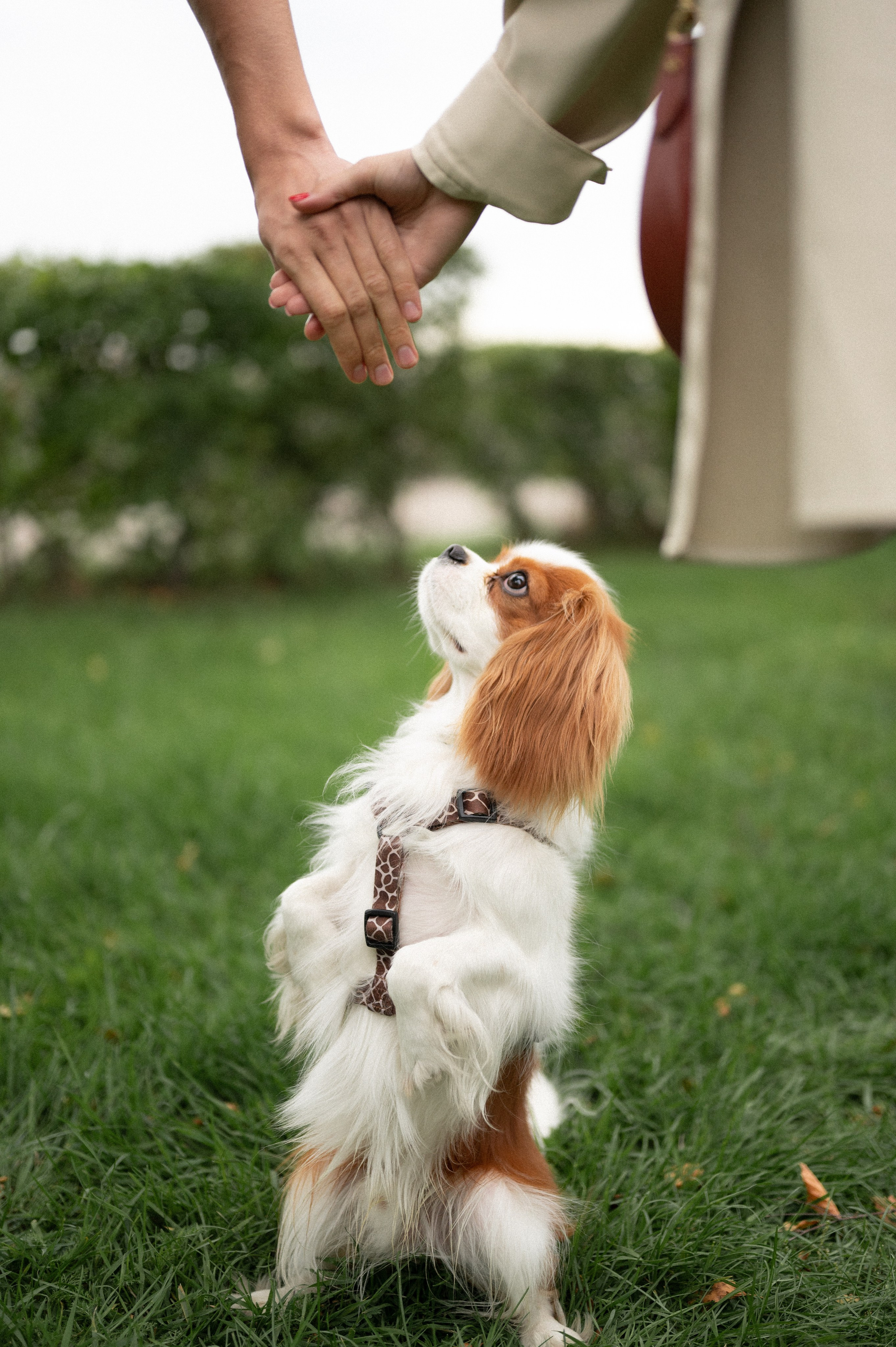 Оля, Андрей и Балу. Фотограф Иркутск Лепетанова Марианна