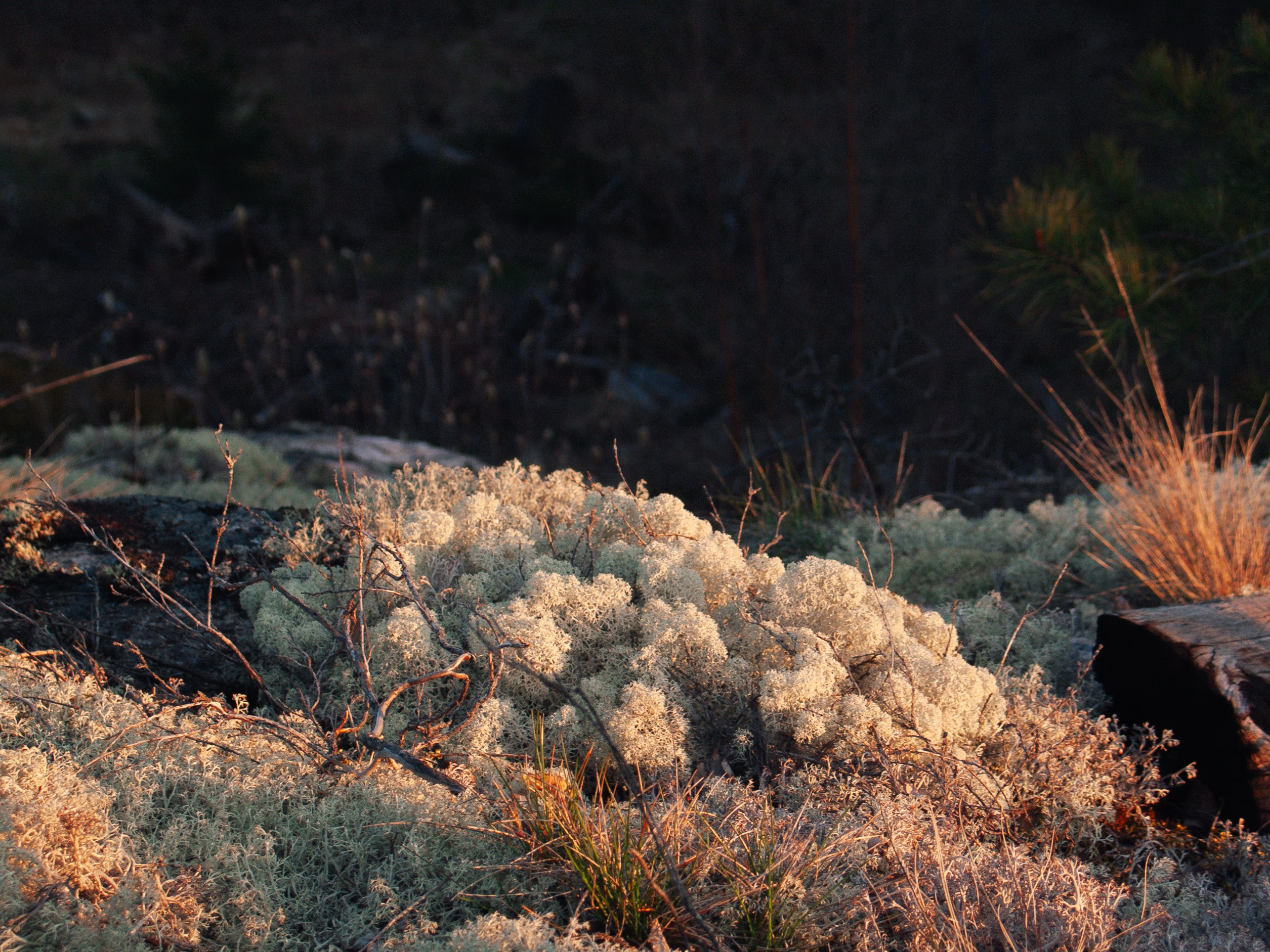 Сплав по Китенйоки | 2025