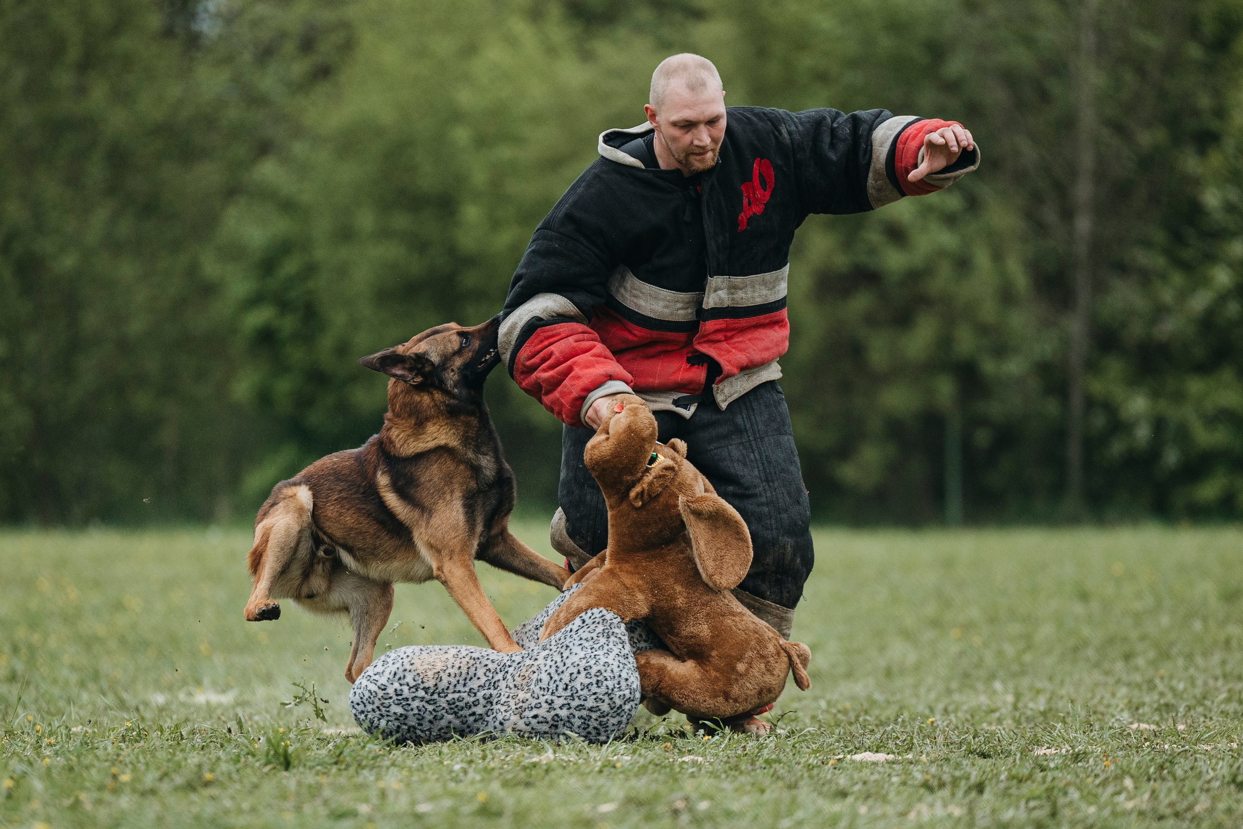 26.05.25 г. Пушкин квалификационные соревнования. Фотограф-анималист Анна Маринич