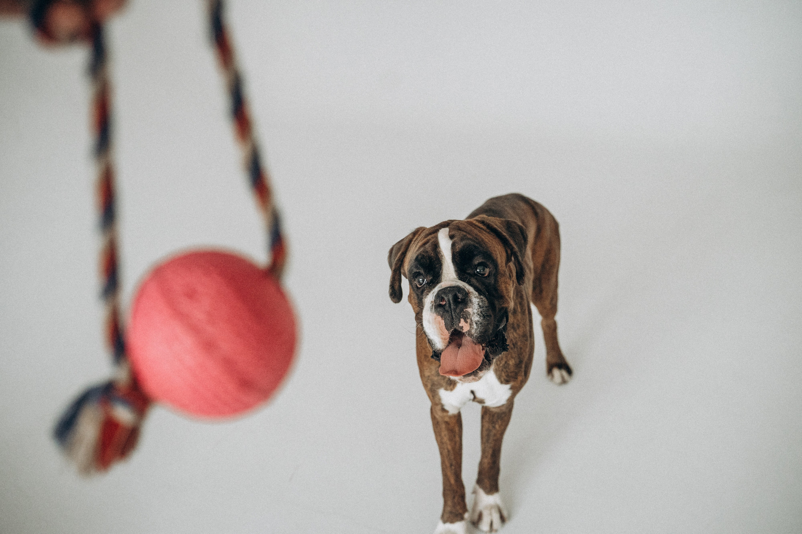 Анна, Максим и Марсель. Фотограф анималист в Москве и Санкт-Петербурге Свиридова Анна