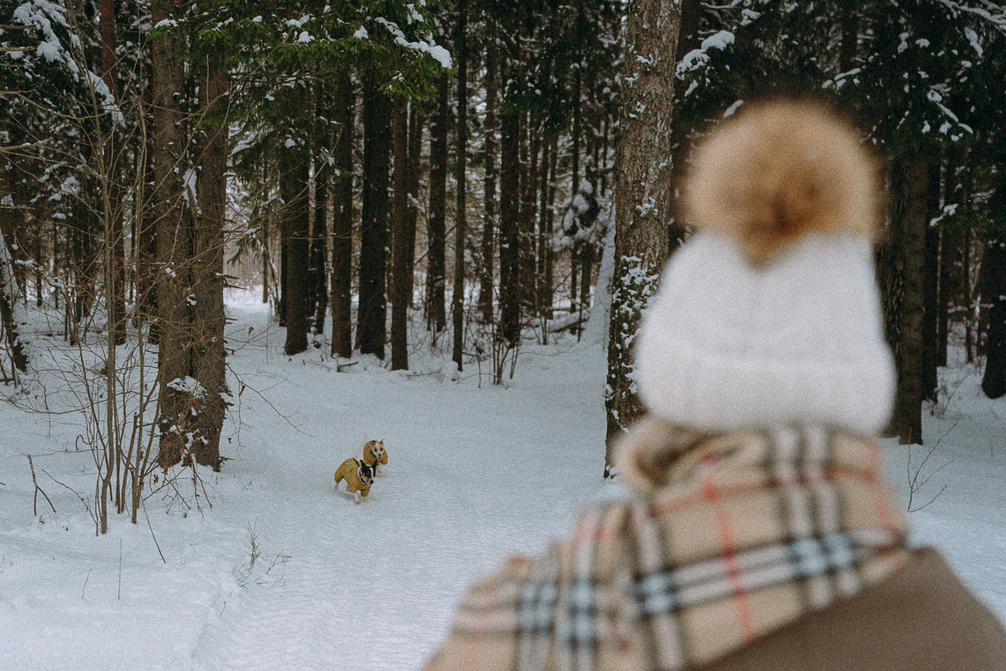 Алина, Ваниль и Элис. Фотограф анималист в Москве и Санкт-Петербурге Свиридова Анна