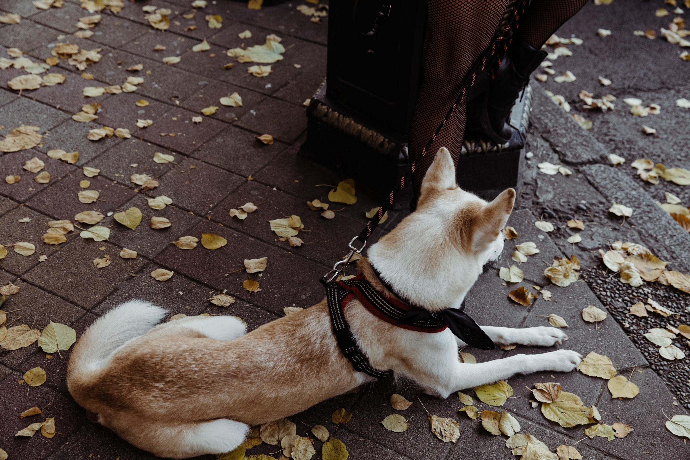 Осенний день / Яна&Ники. Фотограф Алутера Ирина