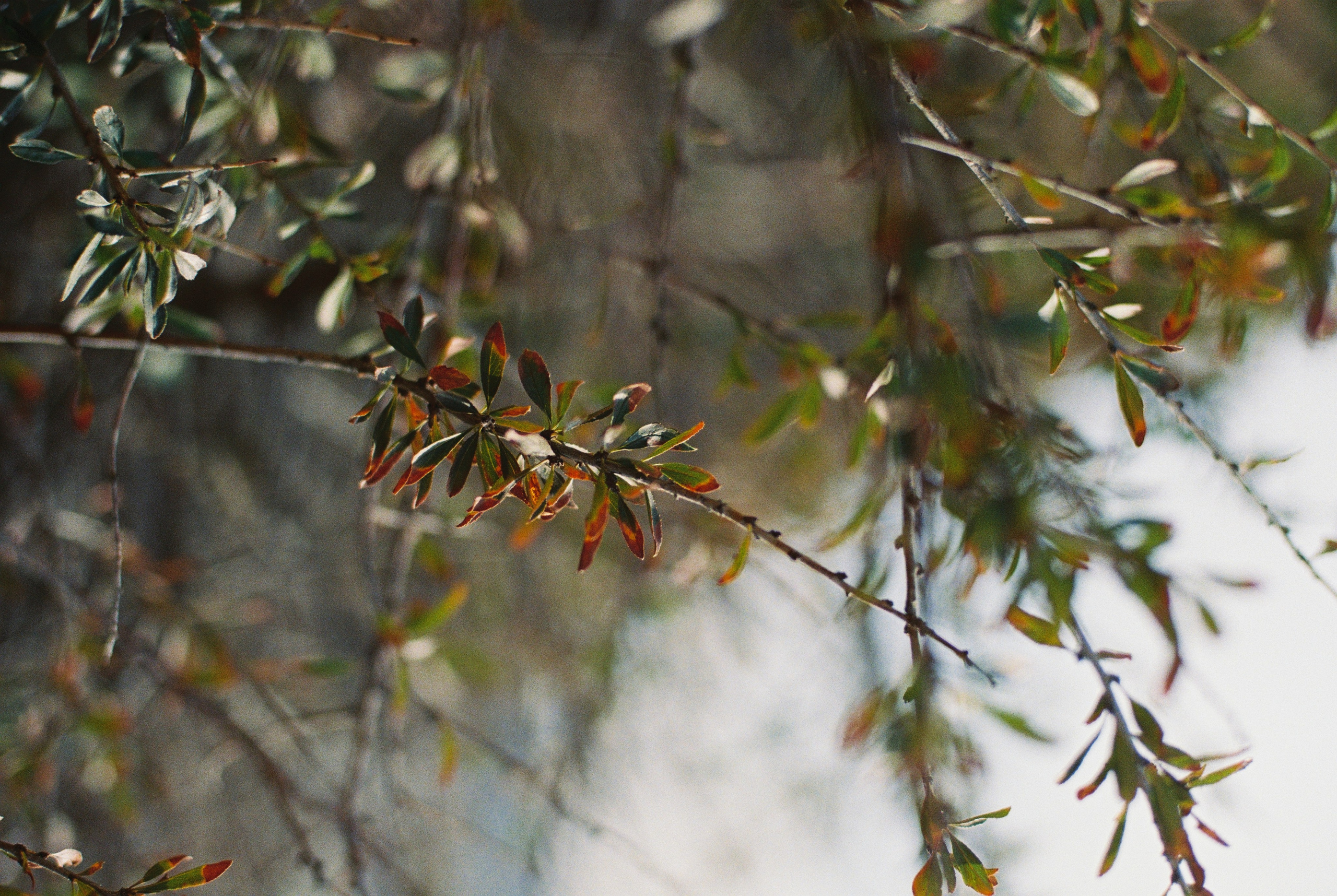 Алтын эмель/Или/Курты, плёнка 2025. Фотограф в Алматы — Алексей Коньков | Репортаж, свадьбы, портреты