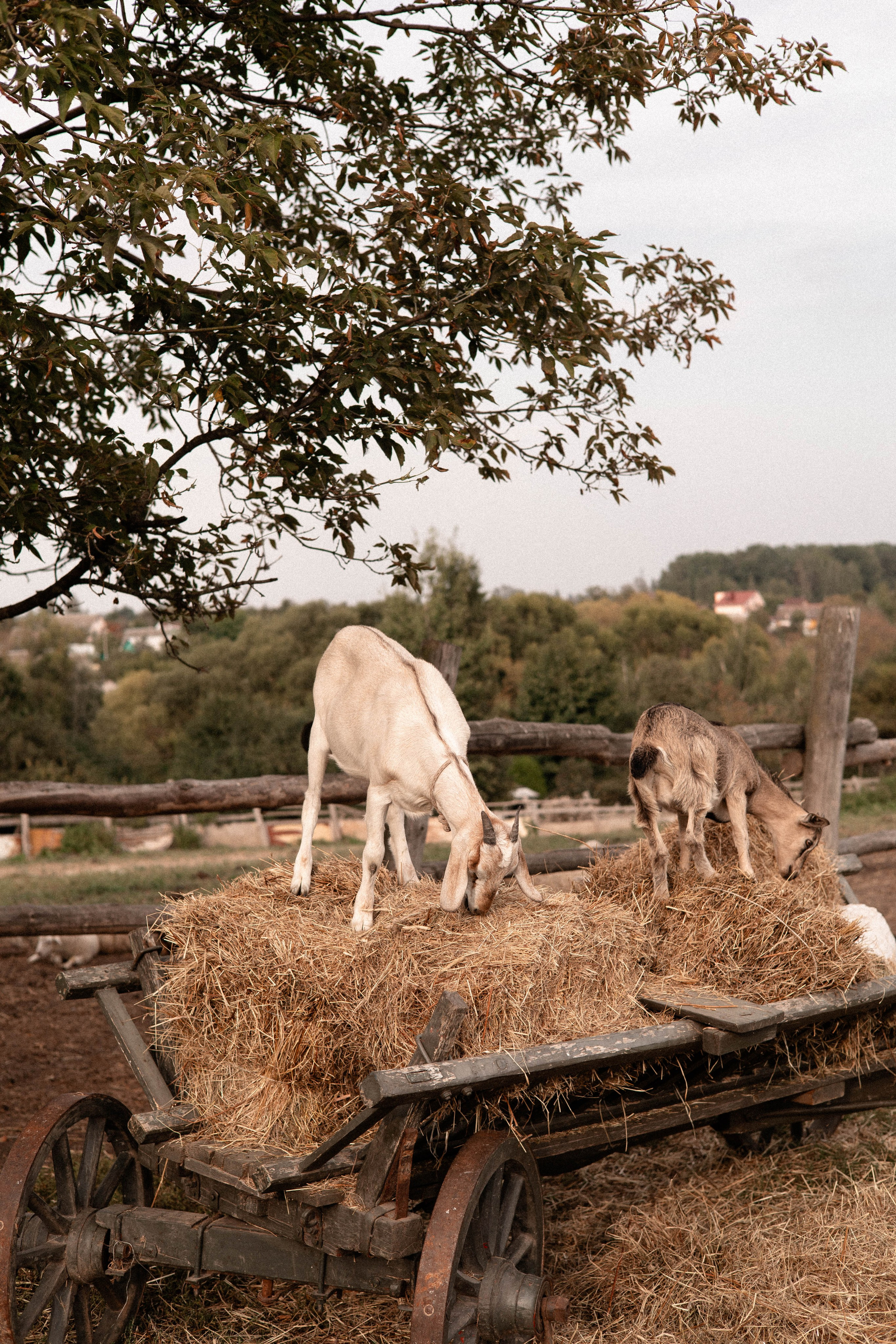 Давид, Настя и Дима. Свадебный и портретный фотограф Соломко Диана