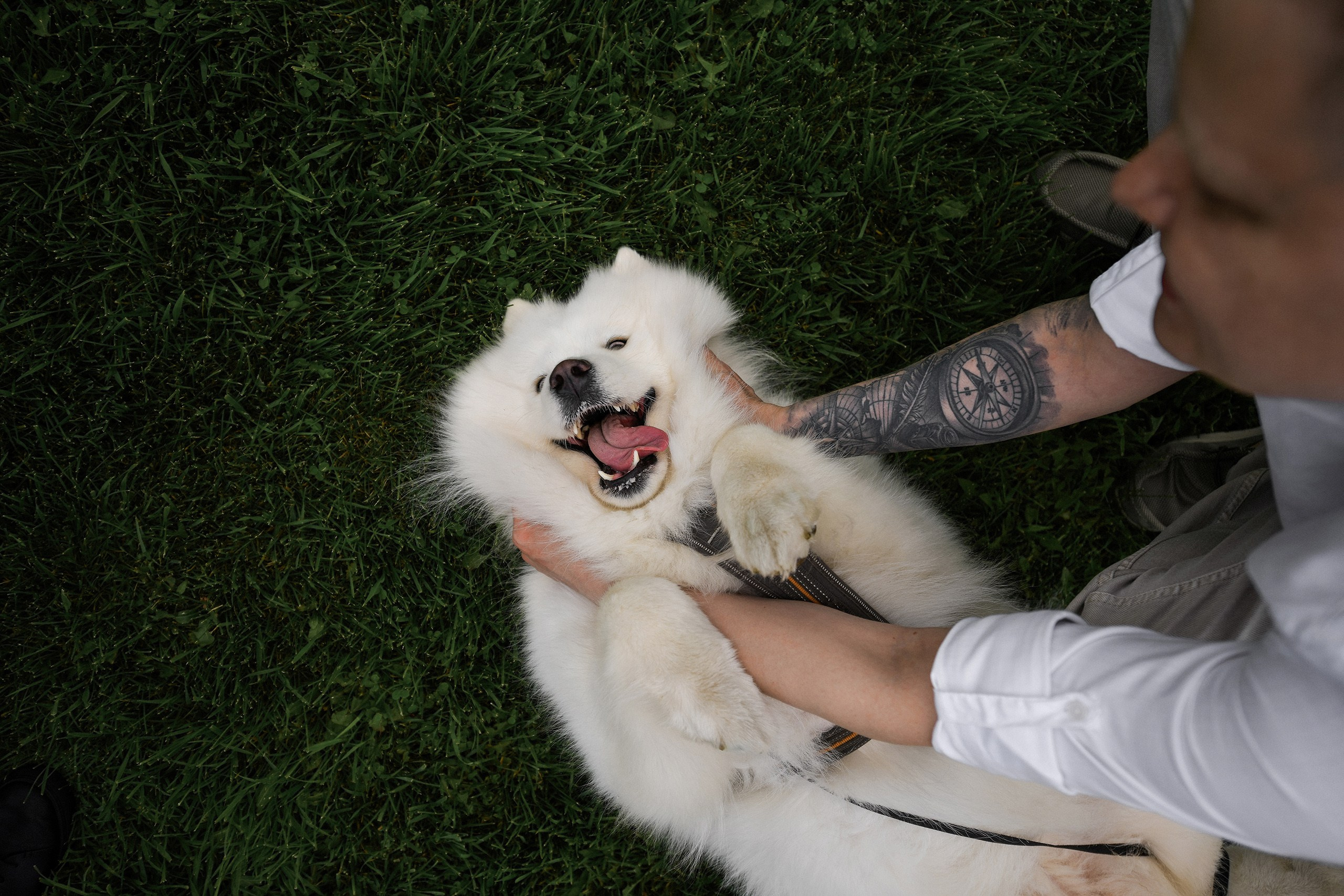 Самоед на свадьбе — свадебная фотосъёмка с собакой. 📸 Свадебный и семейный фотограф в Красноярске Тихомиров Евгений | 17 лет опыта | 800+ свадеб