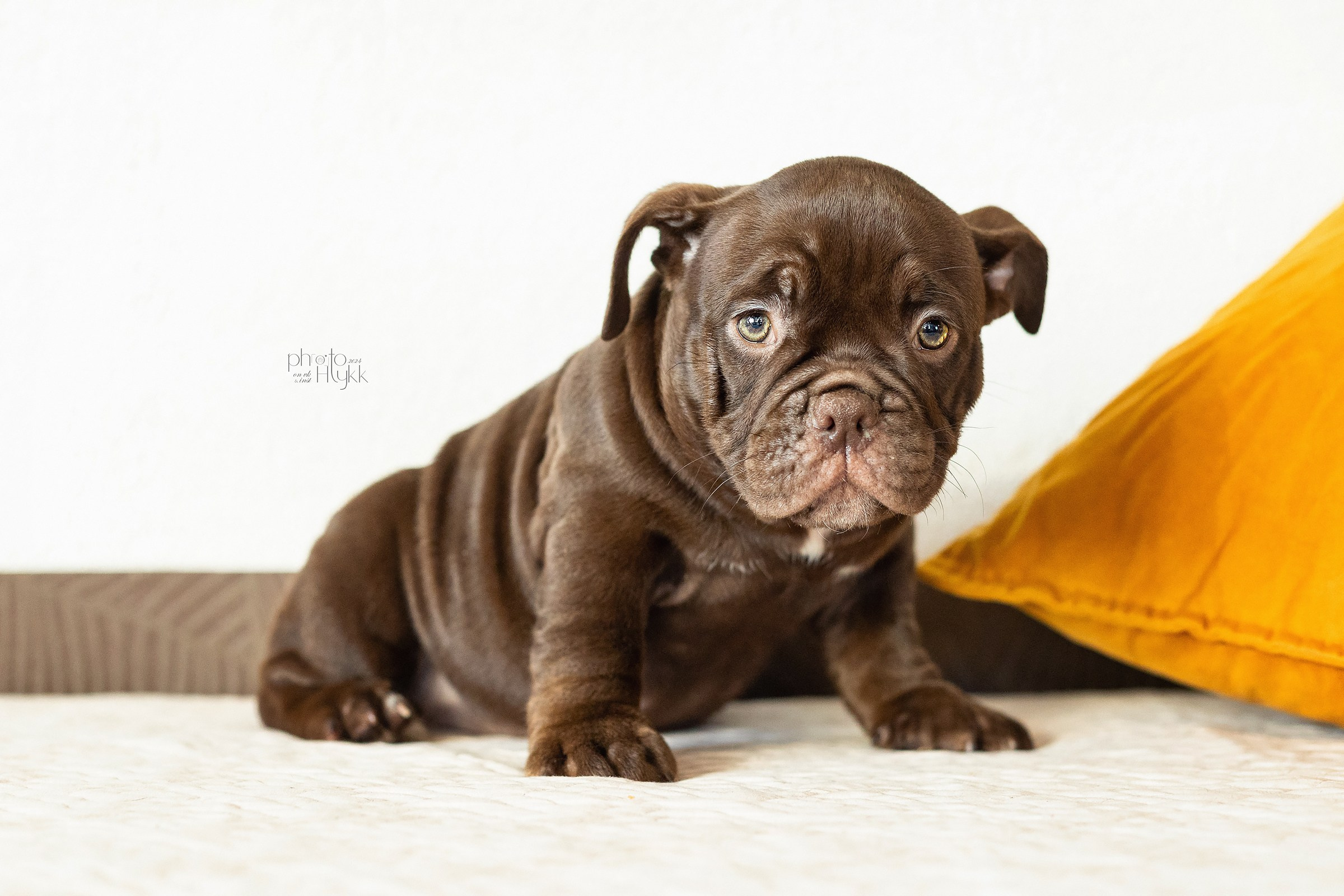 Щенки Американского булли + кошечка. Htykk_photo