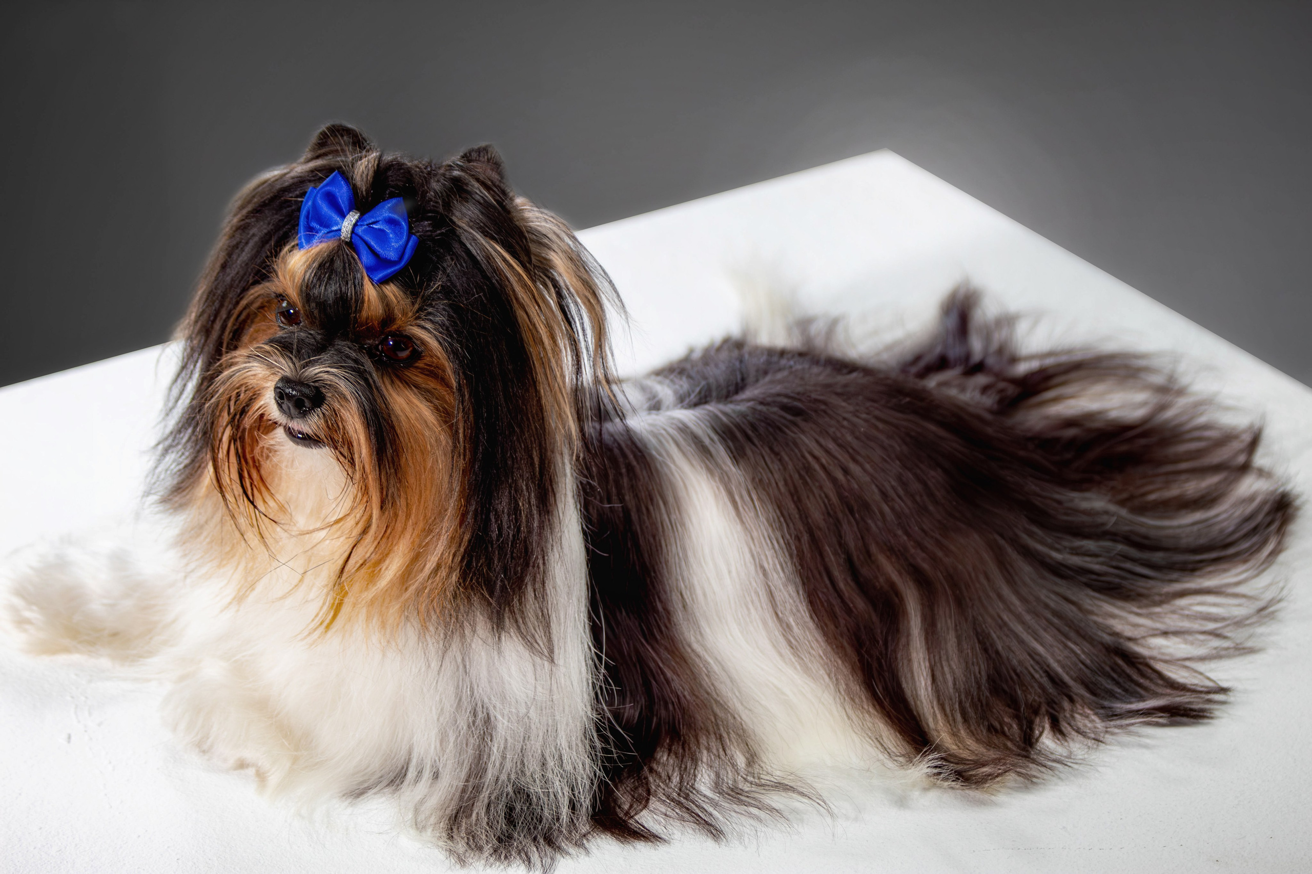 Фотосессия с животными. Фотограф анималист — Тула, Москва