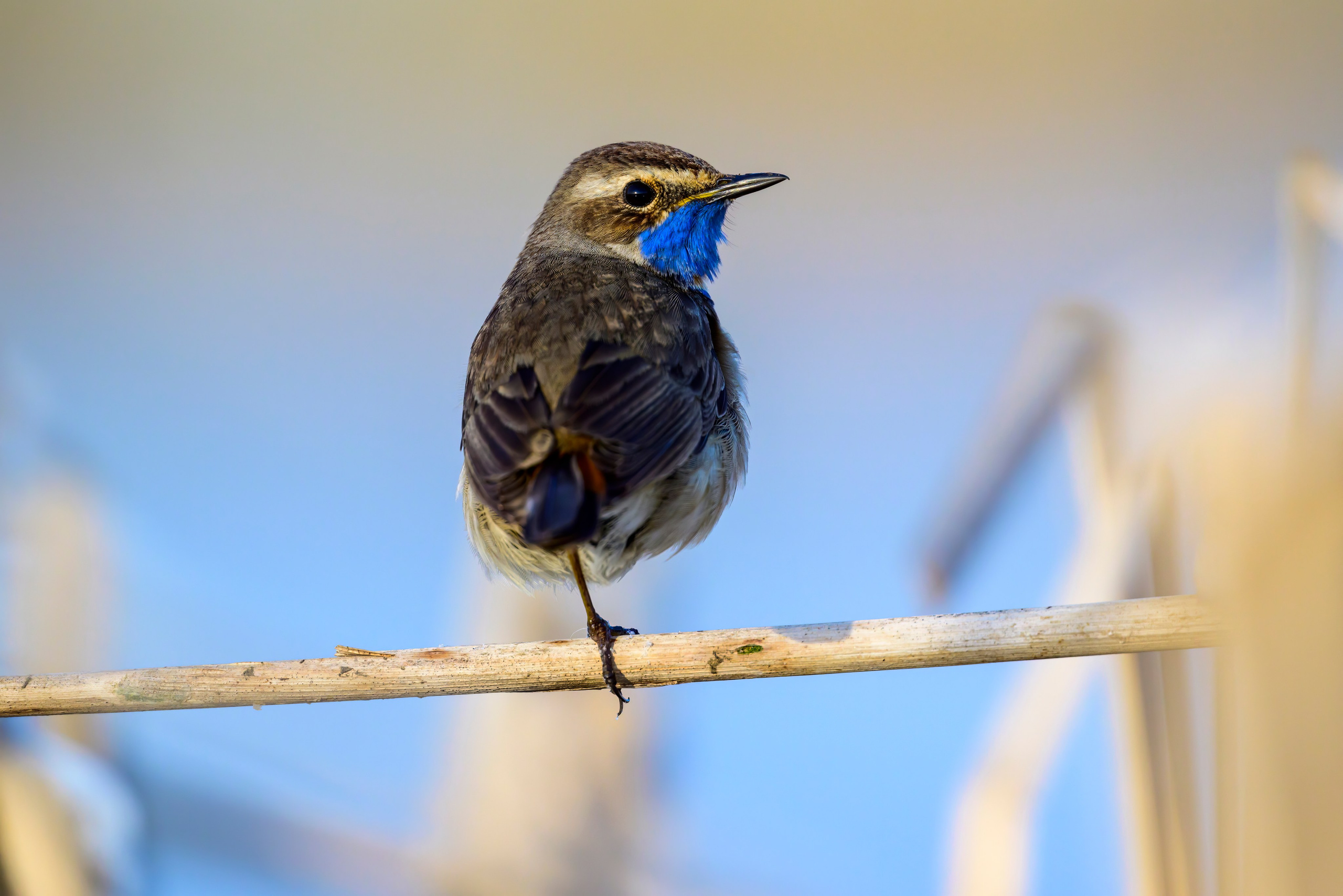 Веретенник. Фотограф Сергей Пупонин