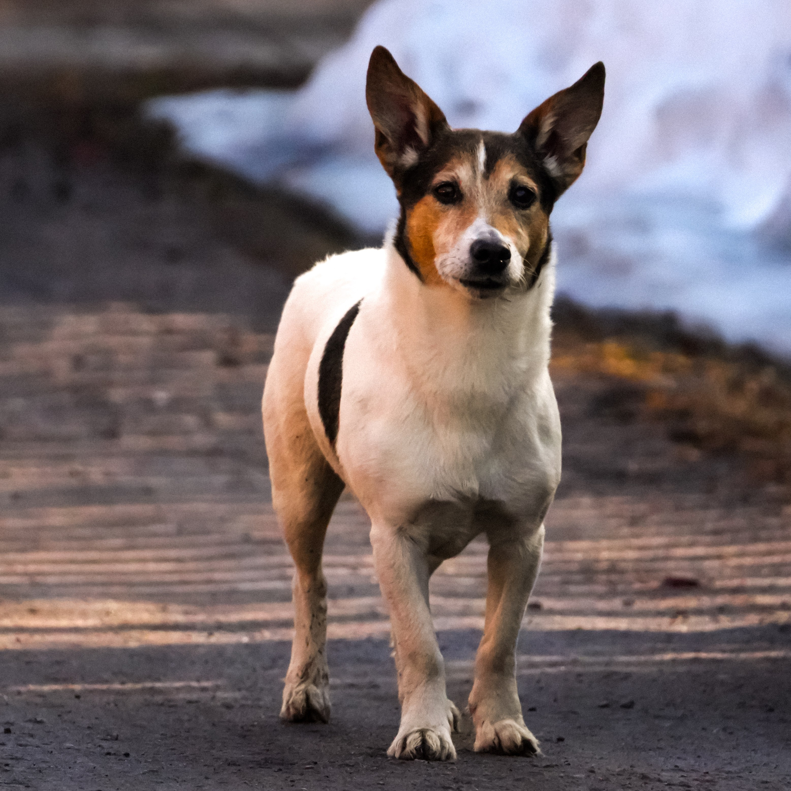 Живность разная. FM Media Сrew. Репортажные фото и видео