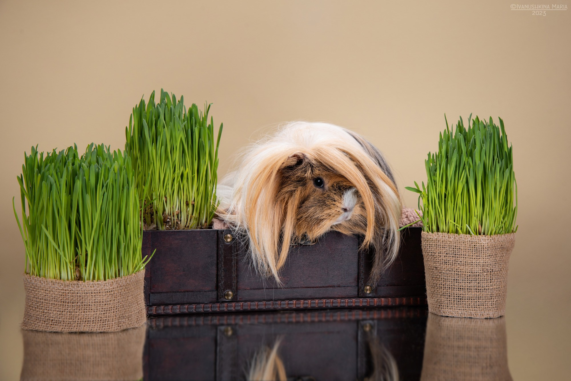 Фотосессии экзотических животных в студии. Фотограф собак в Москве и Московской области Иванушкина Мария