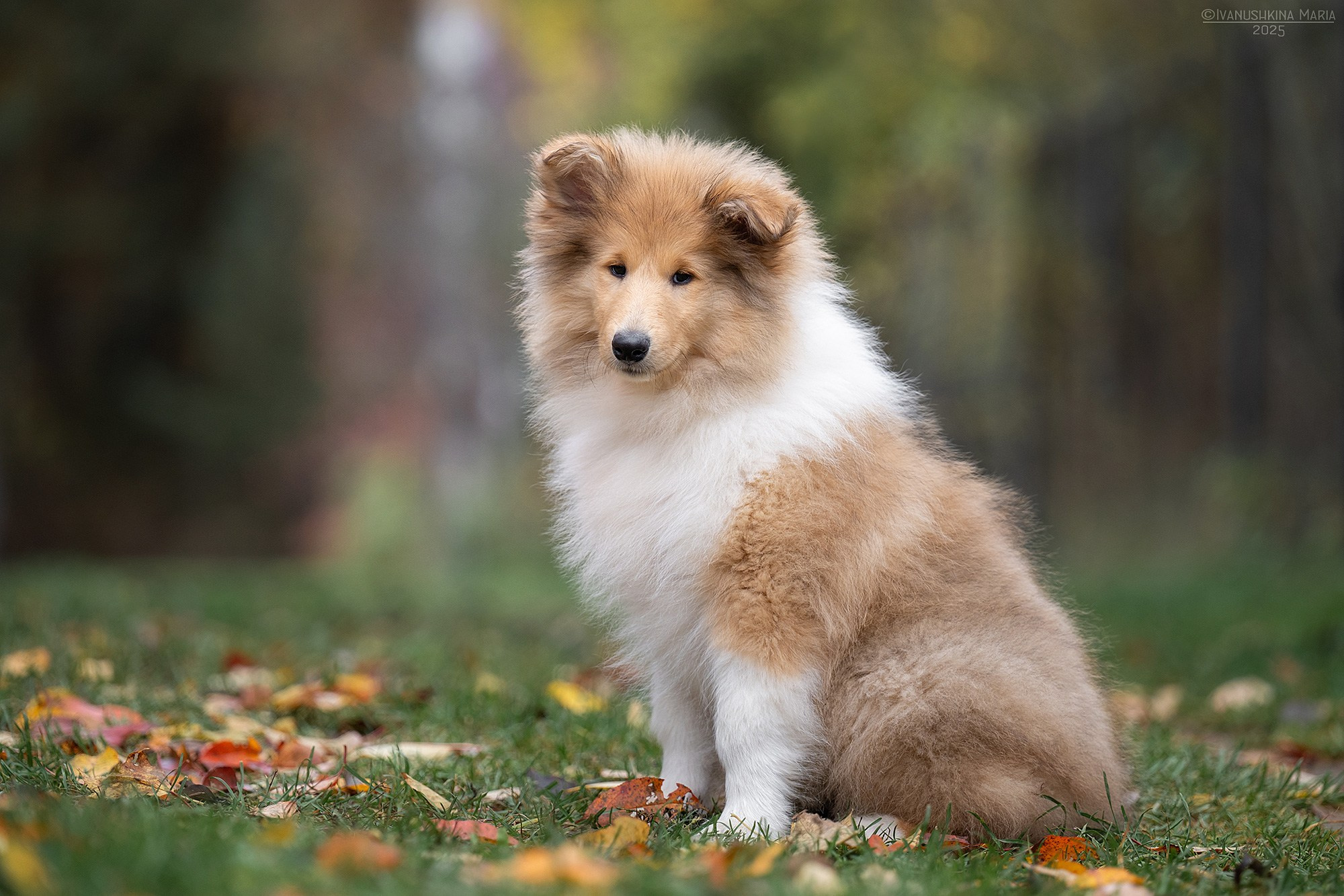 Фотосессия щенков на продажу. Фотограф собак в Москве и Московской области Иванушкина Мария