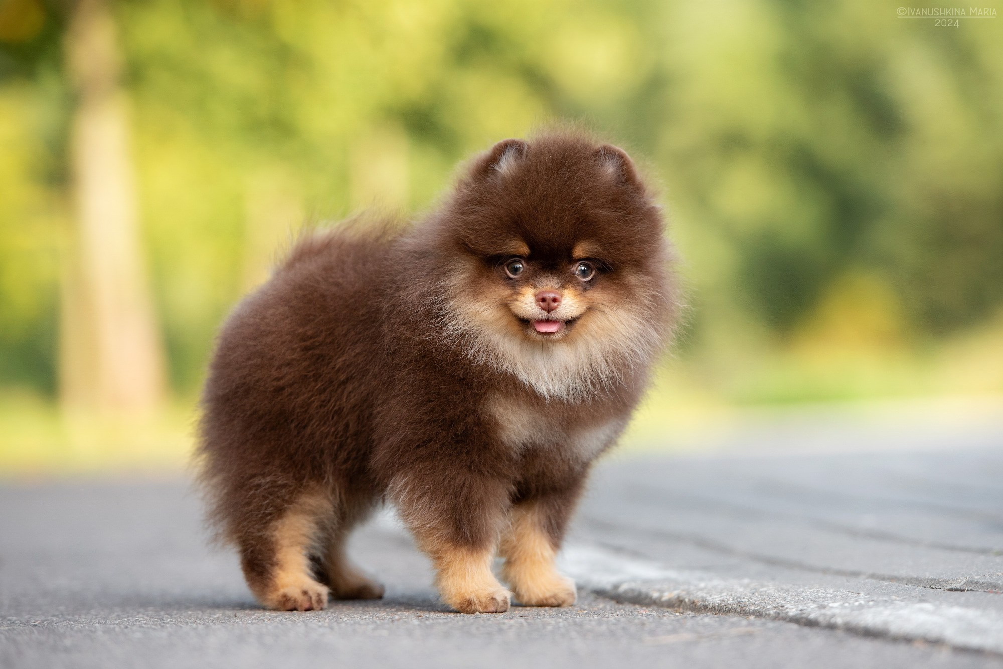Фотосессия щенков на продажу. Фотограф собак в Москве и Московской области Иванушкина Мария