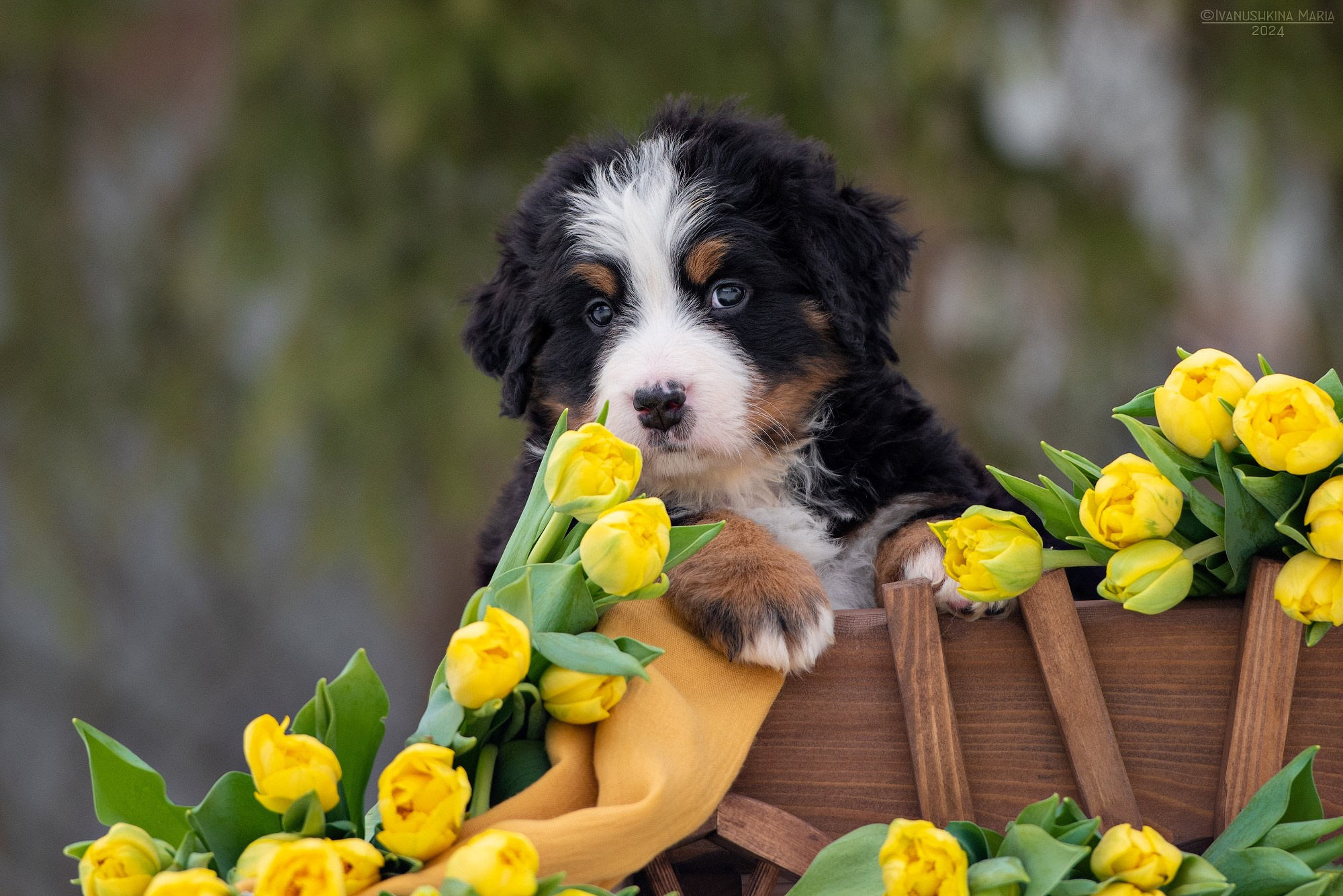 Фотосессия щенков на продажу. Фотограф собак в Москве и Московской области Иванушкина Мария
