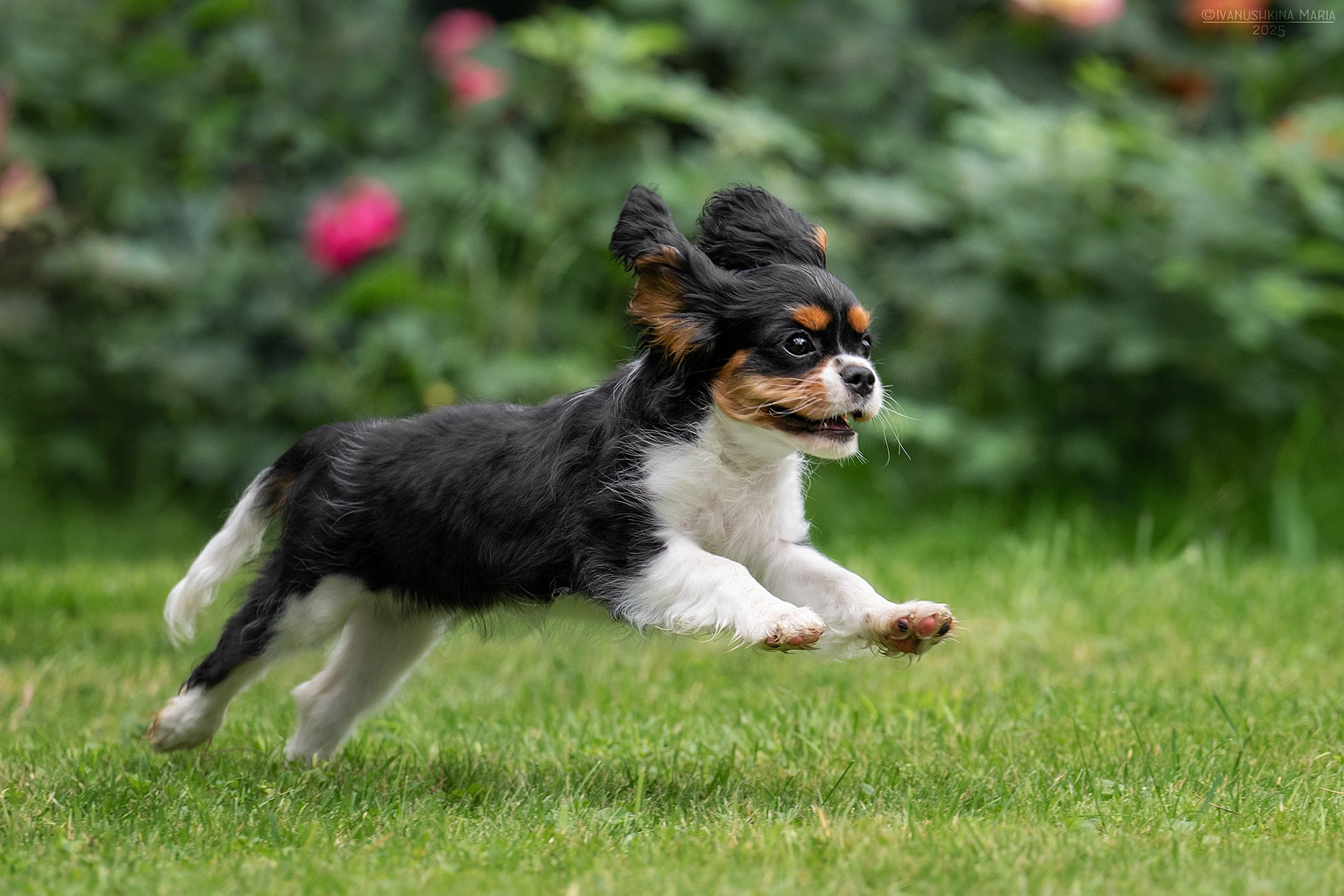 Фотосессия щенков на продажу. Фотограф собак в Москве и Московской области Иванушкина Мария