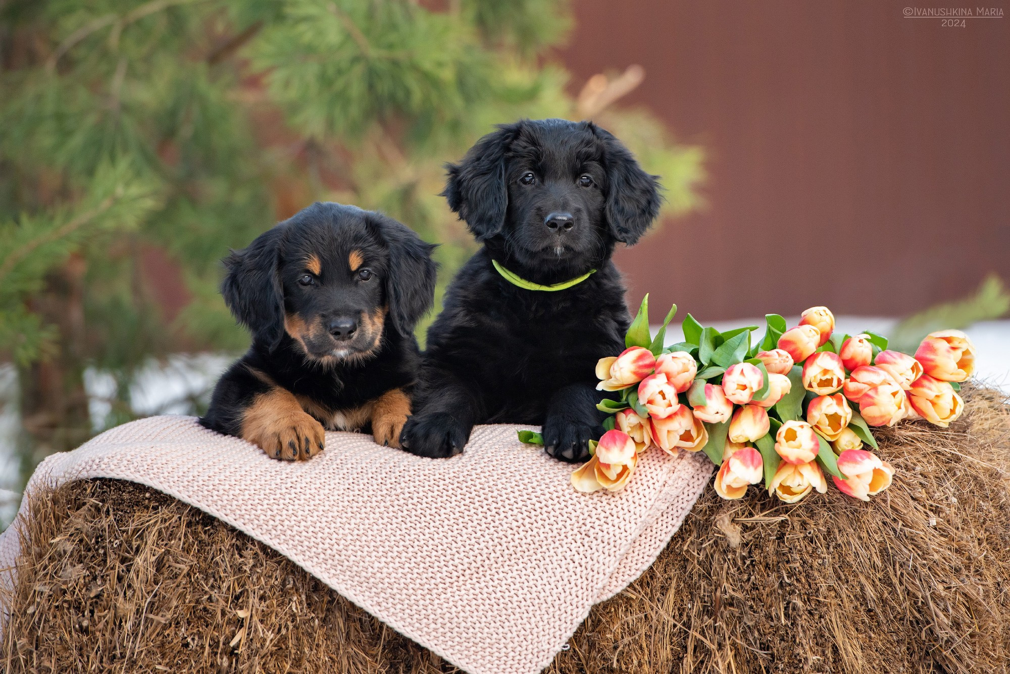 Фотосессия щенков на продажу. Фотограф собак в Москве и Московской области Иванушкина Мария