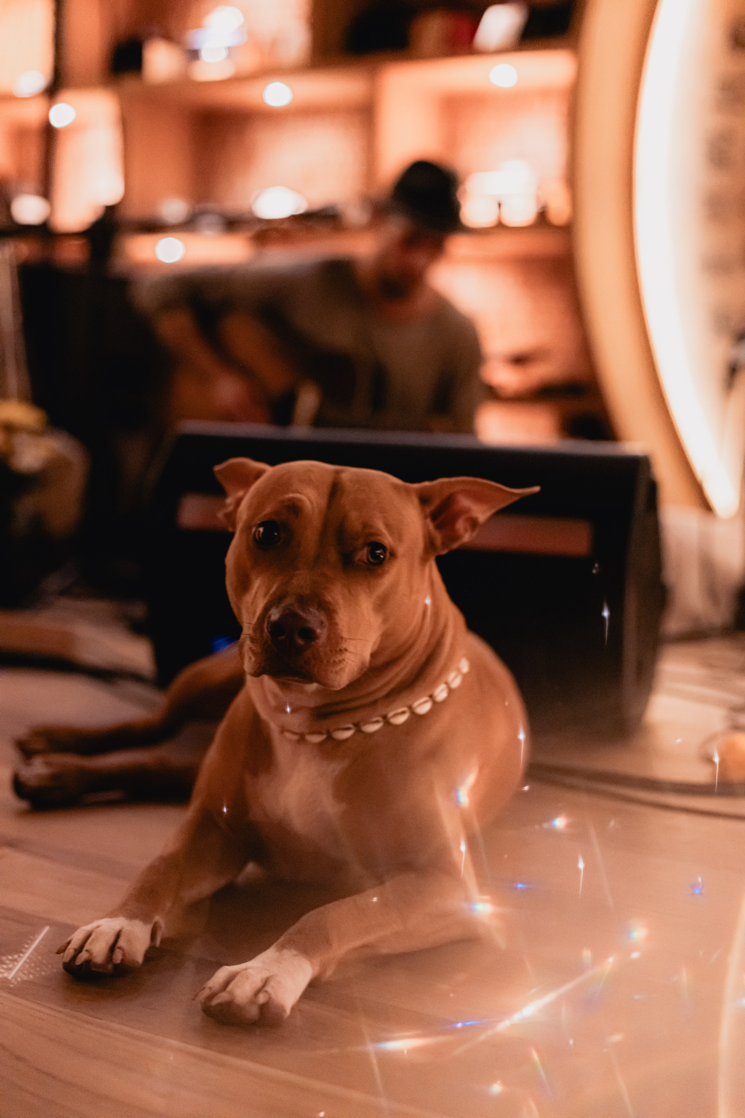 Zest New year. Мариам Багдасарян