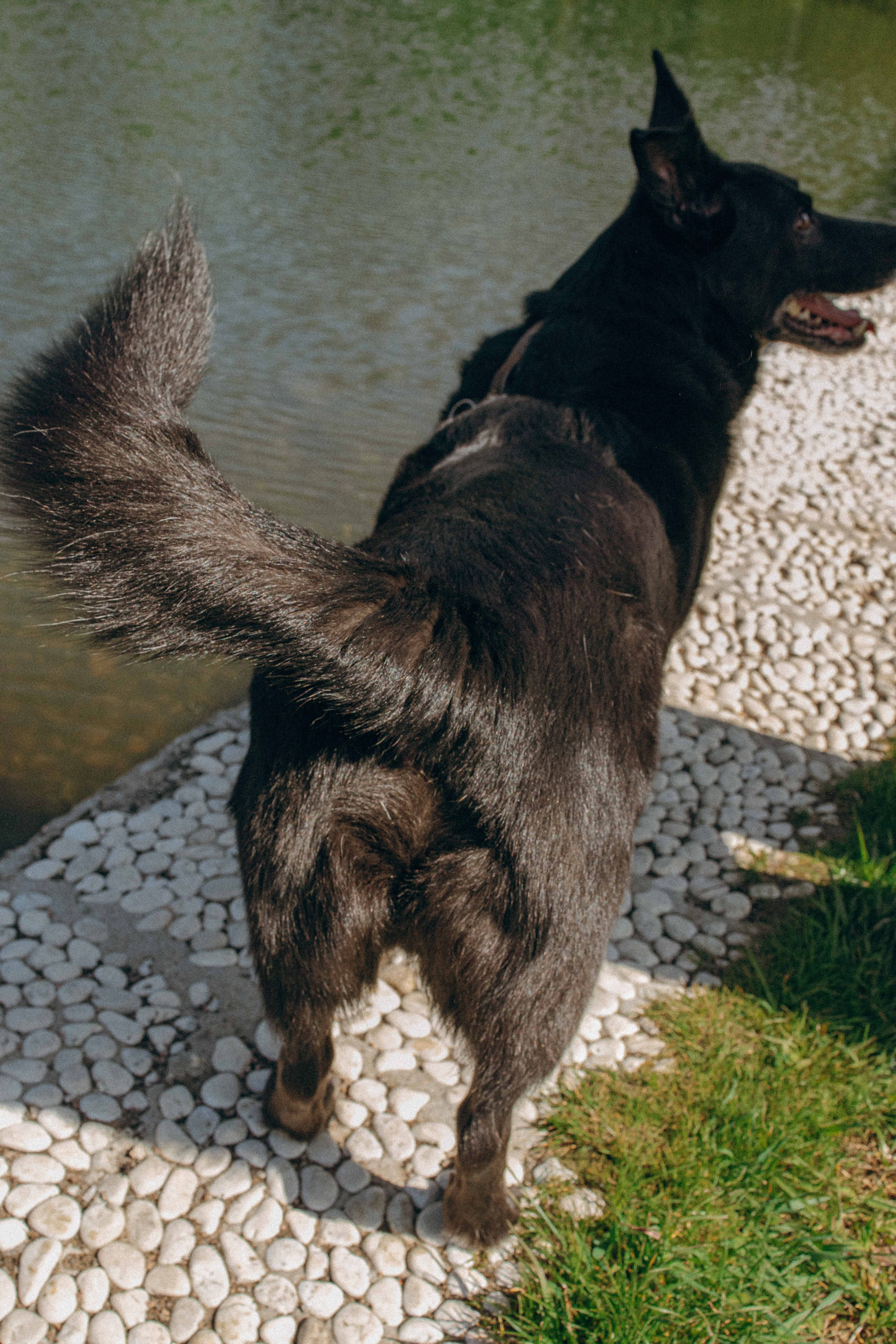 Наталья, Марфа и Норд. Фотограф-анималист в Москве Лера Черноног