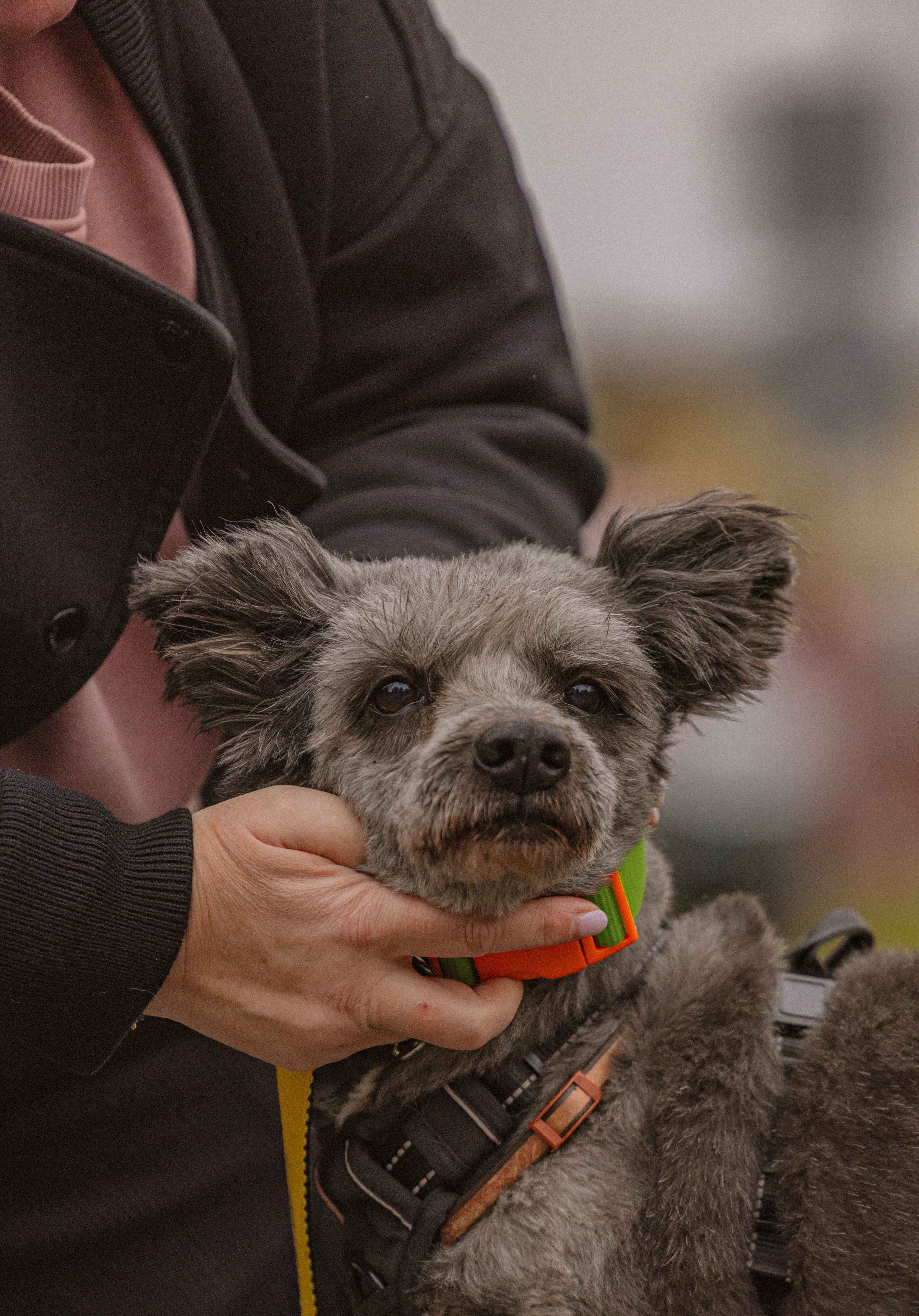Передержка. Фотограф-анималист в Москве Лера Черноног