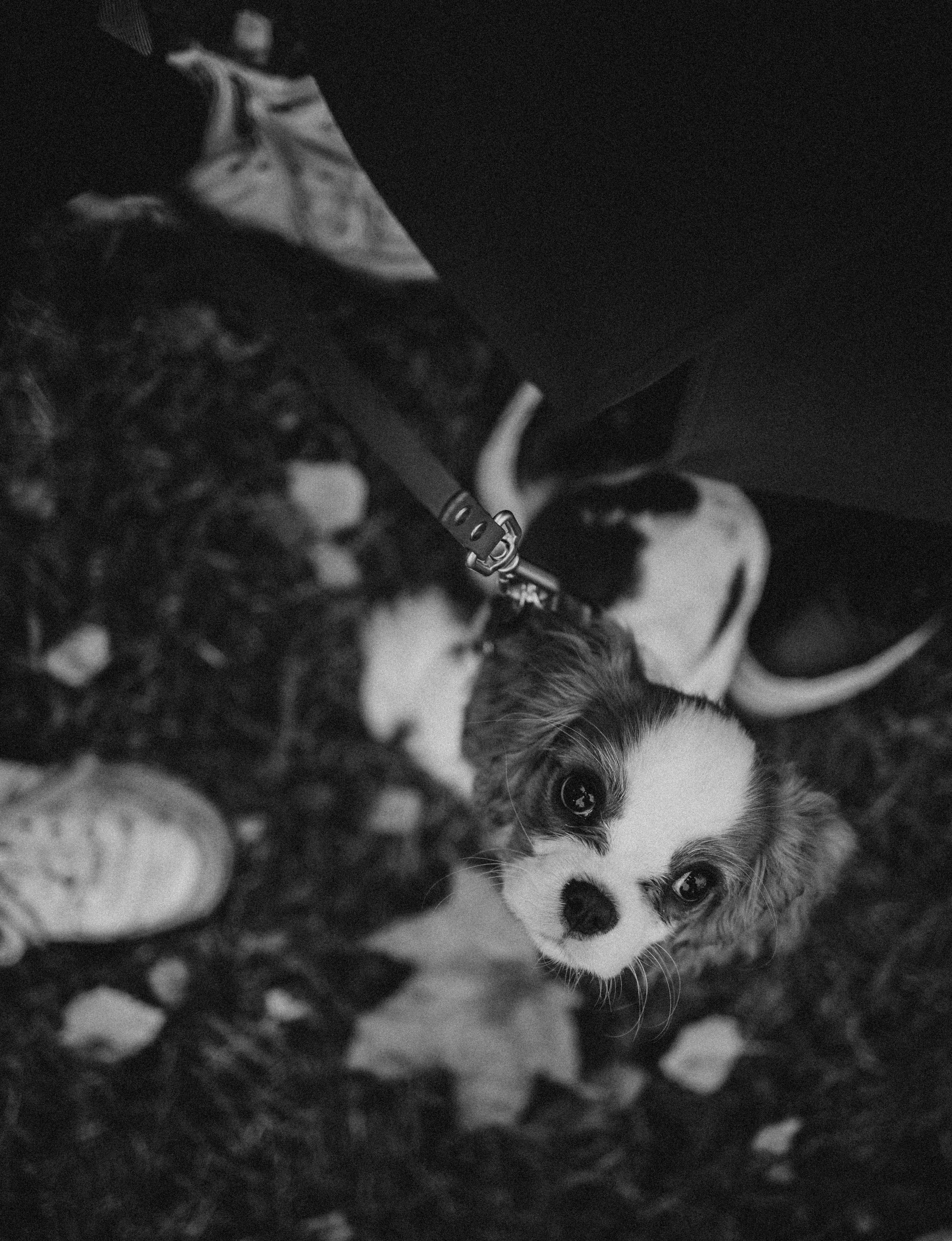 Юля и Кипр. Фотограф-анималист в Москве Лера Черноног