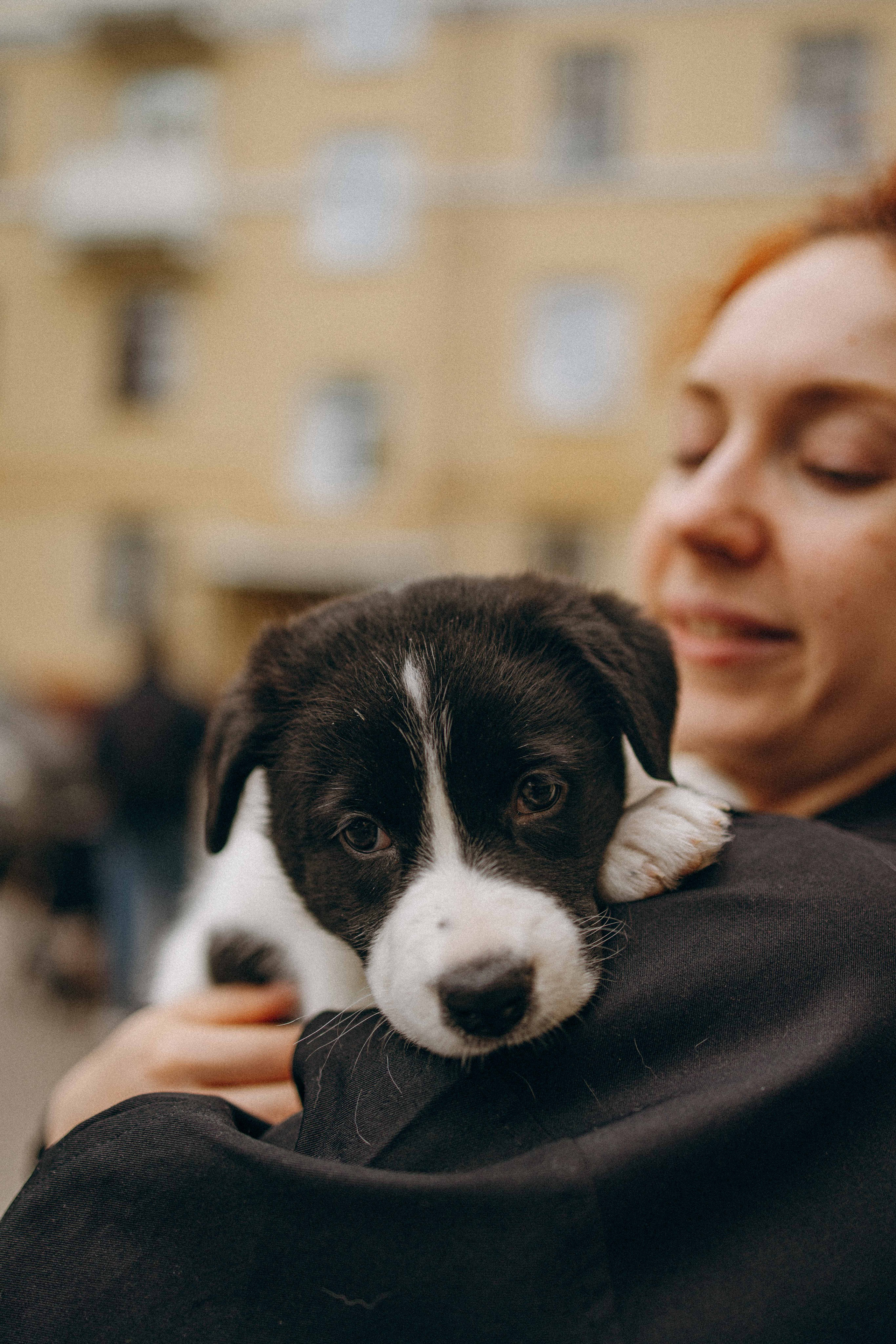 Щеночки. Фотограф-анималист в Москве Лера Черноног