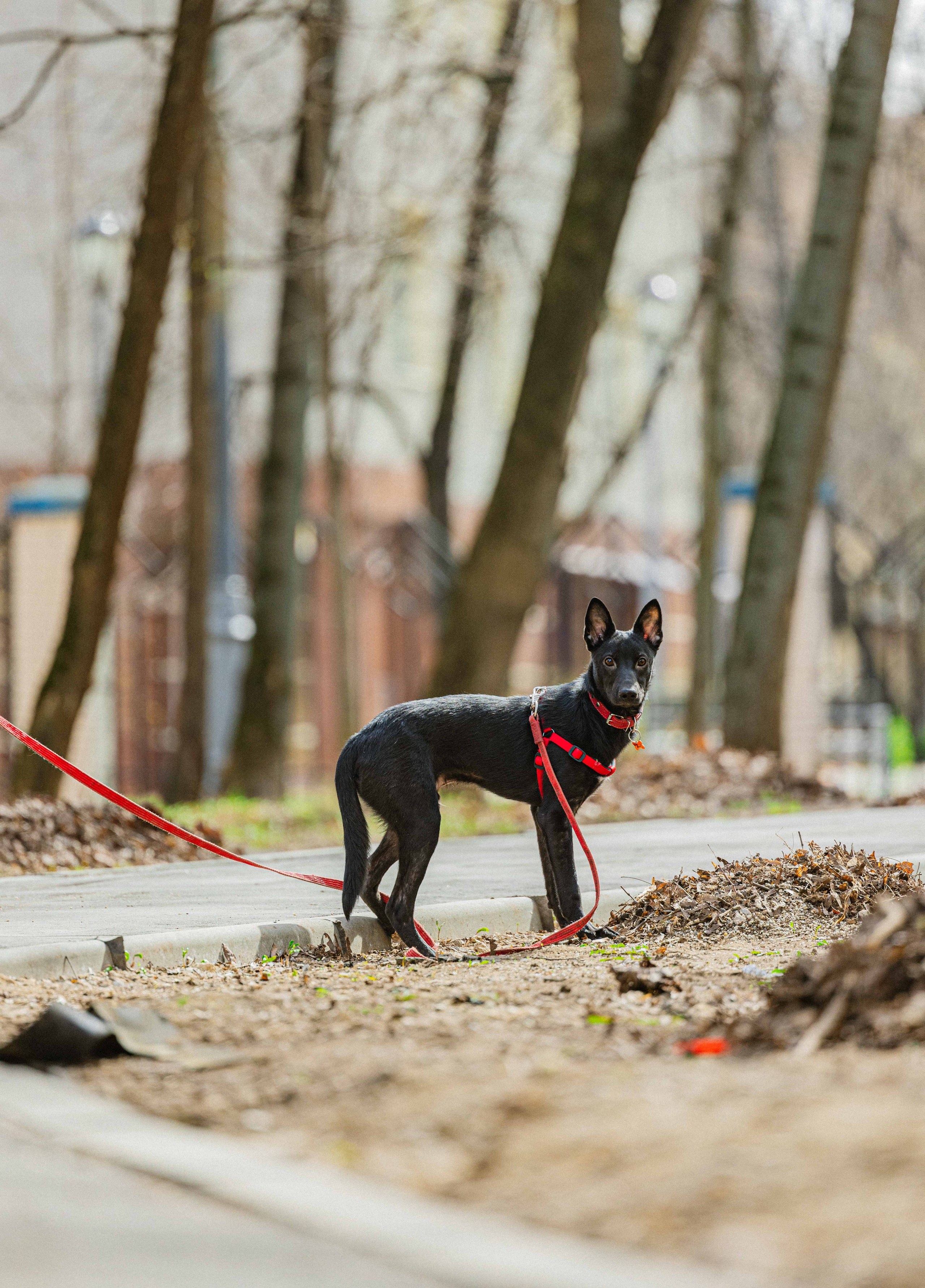 Булька. Фотограф-анималист в Москве Лера Черноног