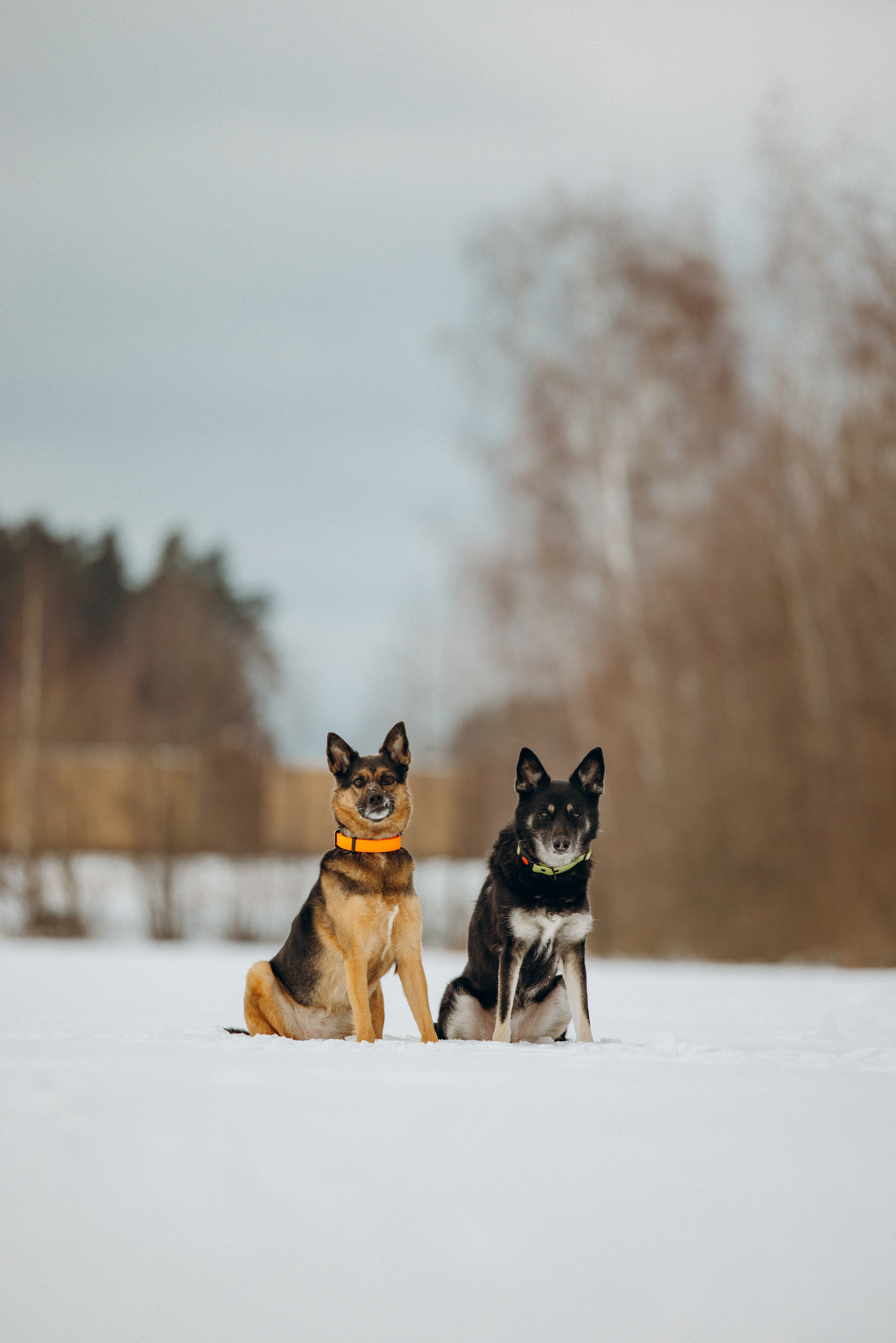 Ника, Матиша и Герда. Фотограф-анималист в Москве Лера Черноног