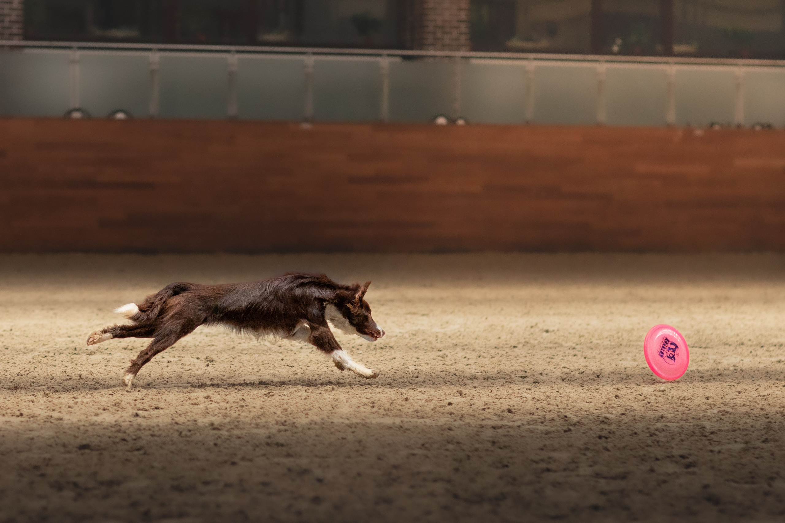 Собака в спорте. Фотограф-анималист в Москве Дорн Мелани