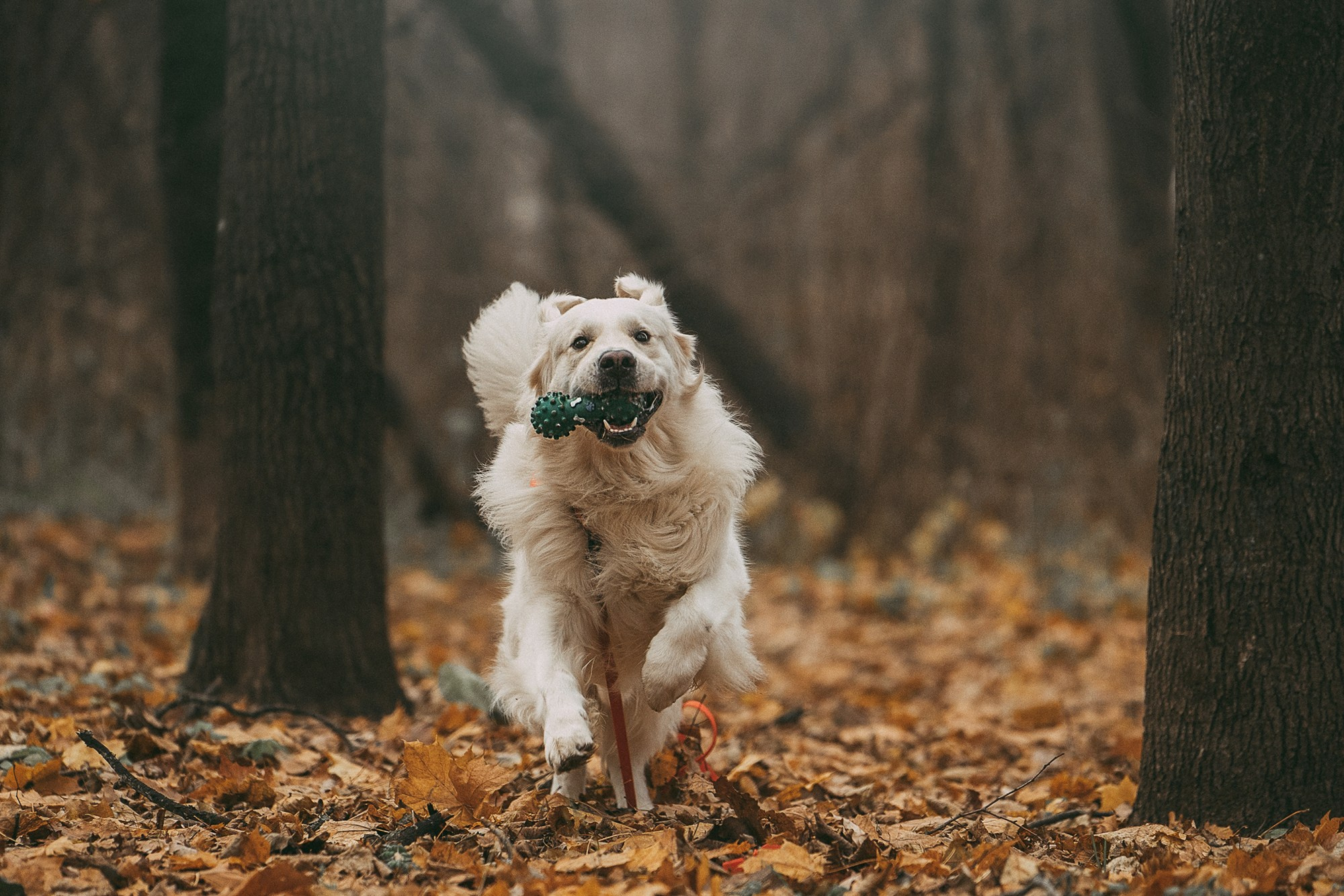 Лена и Мерлин. Фотограф анималист в Москве и Санкт-Петербурге Свиридова Анна