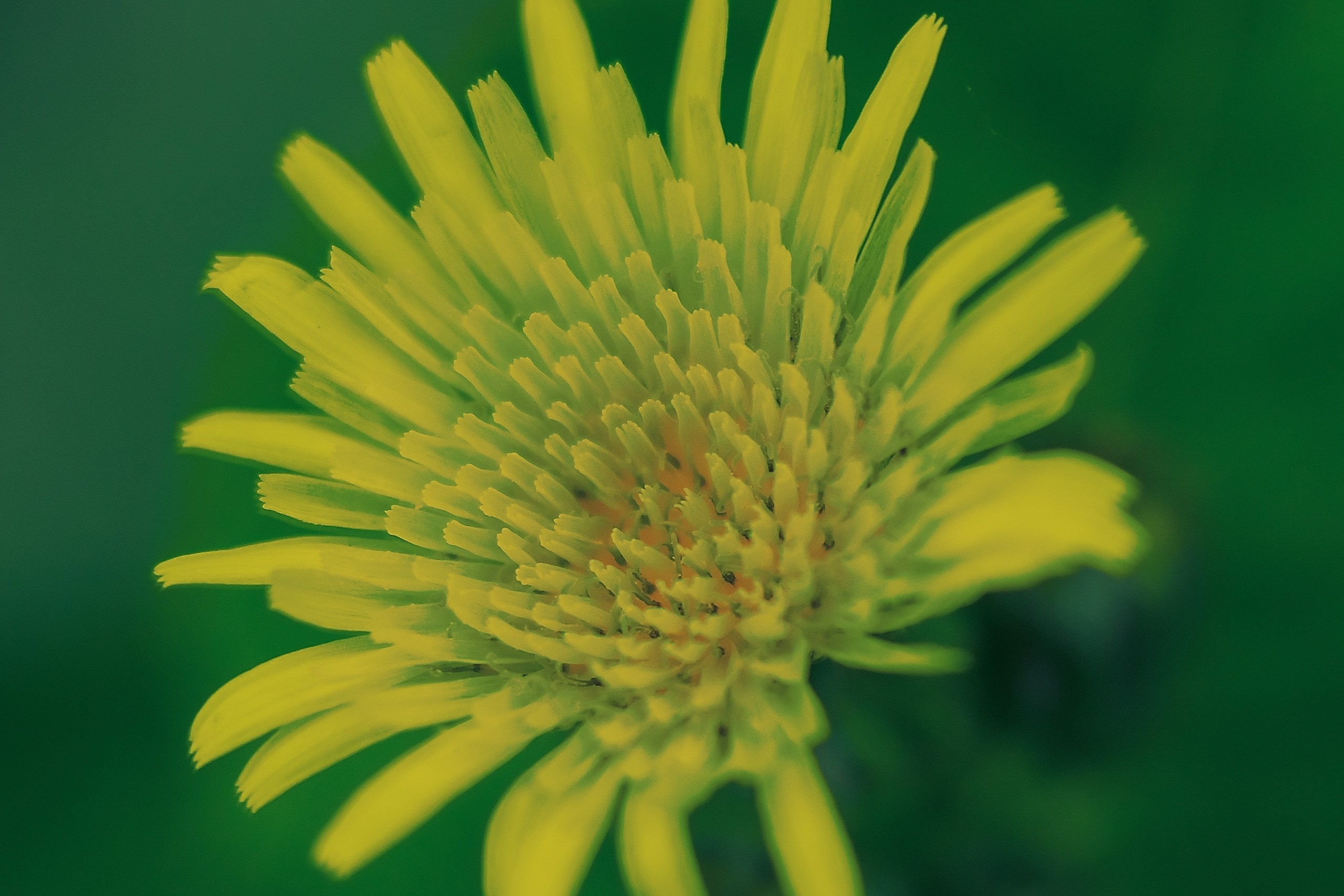 Великое в Малом. Аmat Victoria Сuram