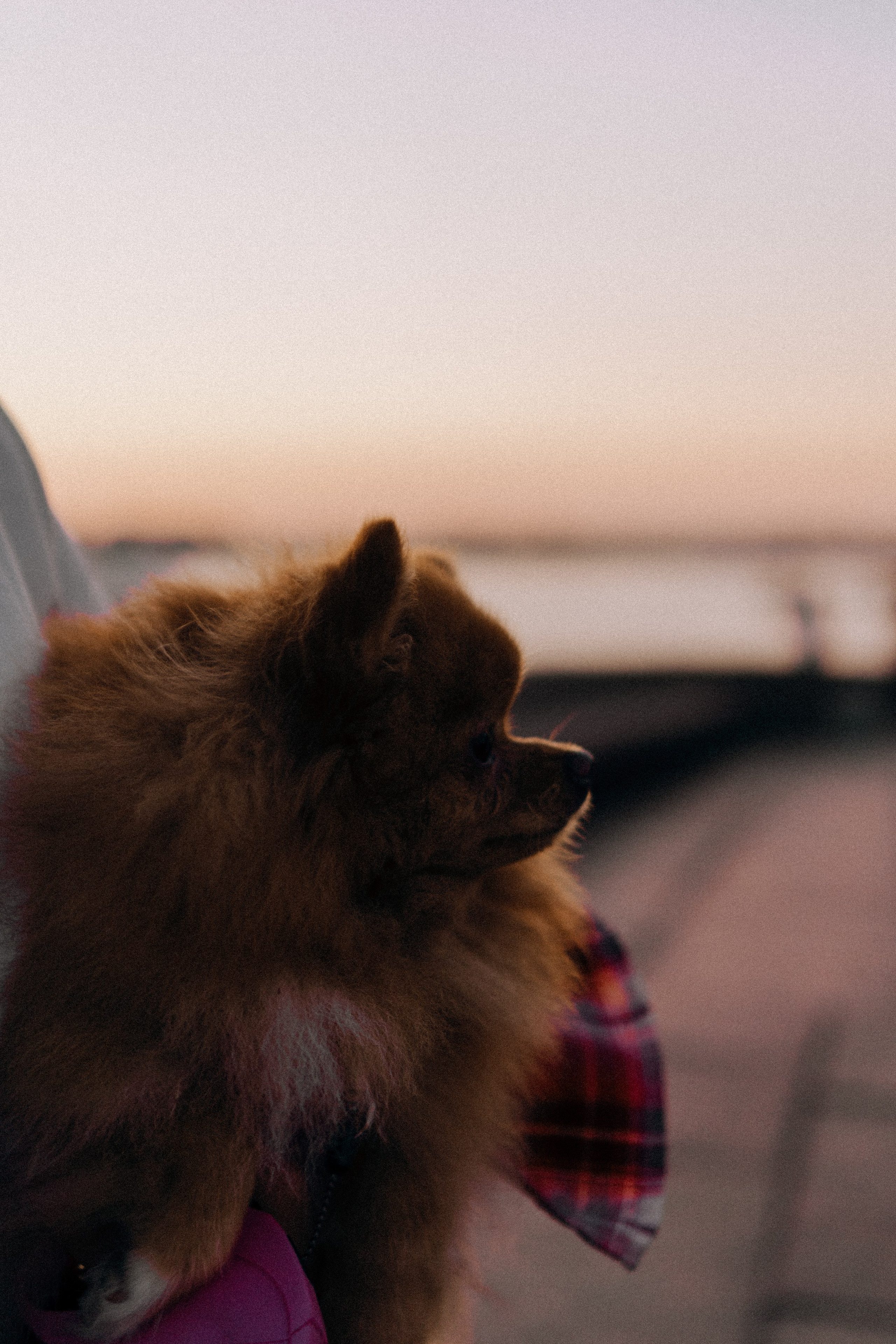 РАССВЕТНАЯ ИСТОРИЯ. Профессиональный фотограф, Санкт-Петербург — Виктория Богомолова