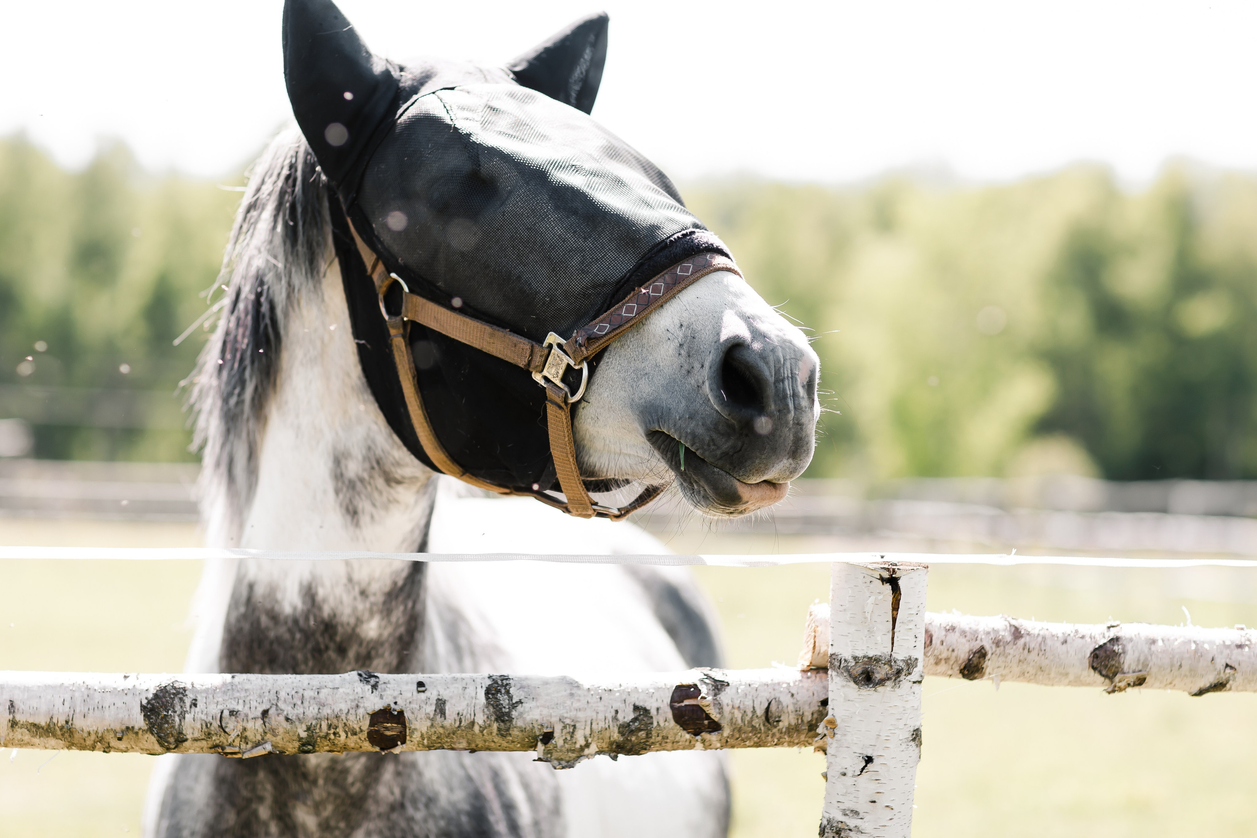 Гликерия и Дмитрий|Ранчо. Свадебный фотограф Серпухов — Москва Ольга Васильева