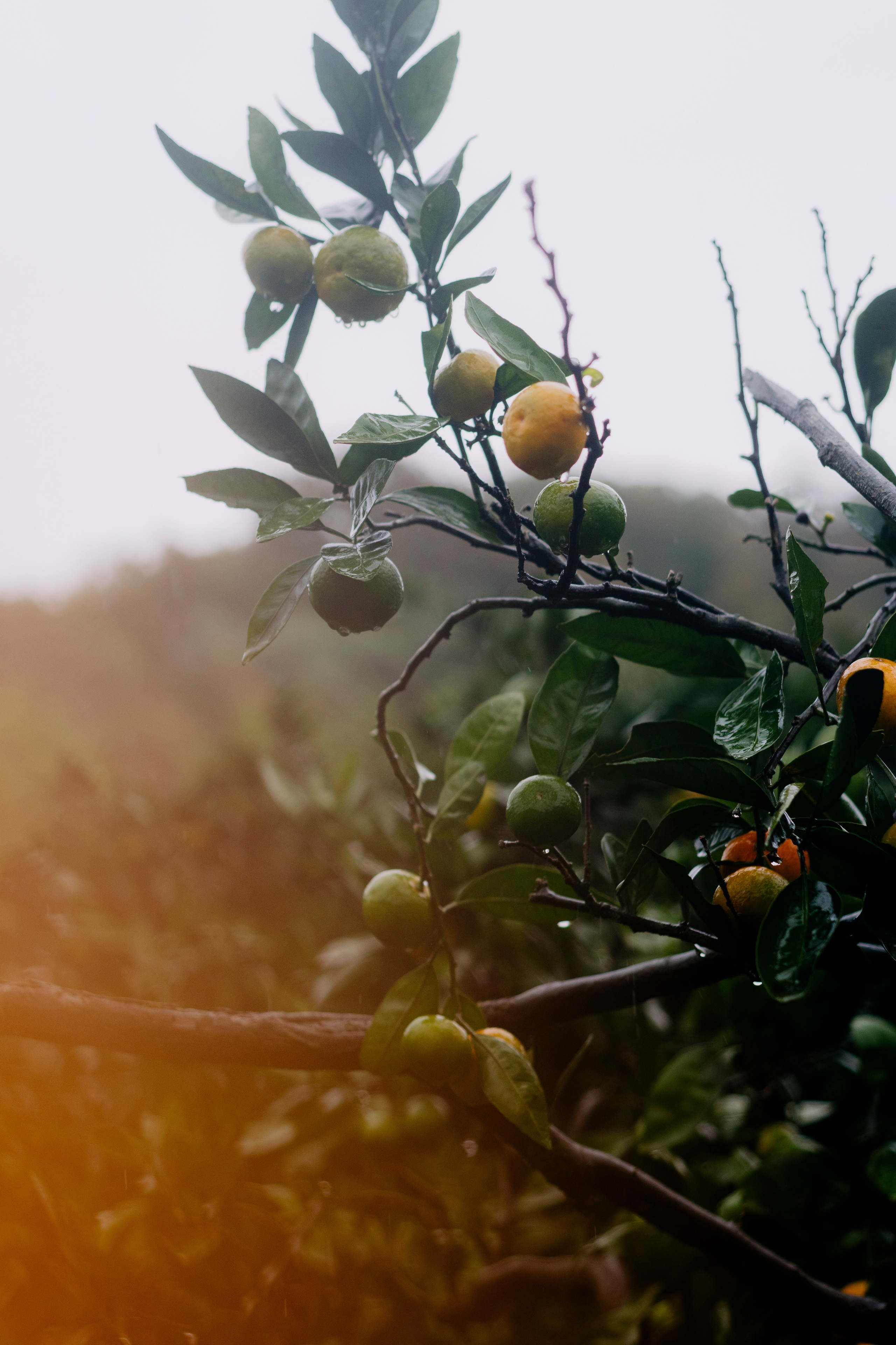 Абхазия. Iraogo